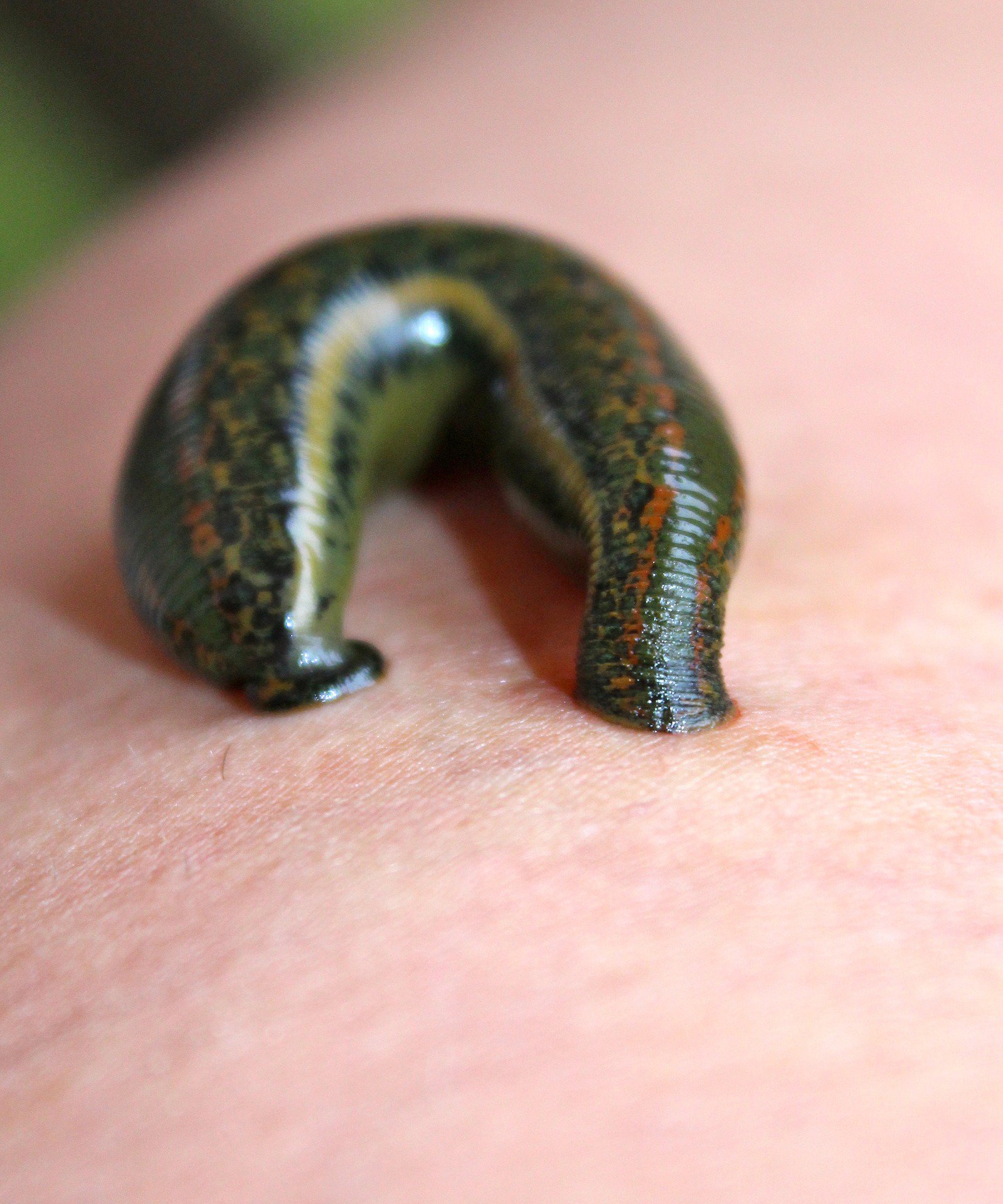 Free photo Leeches Alternativemedic, Animal, Blood Free Download