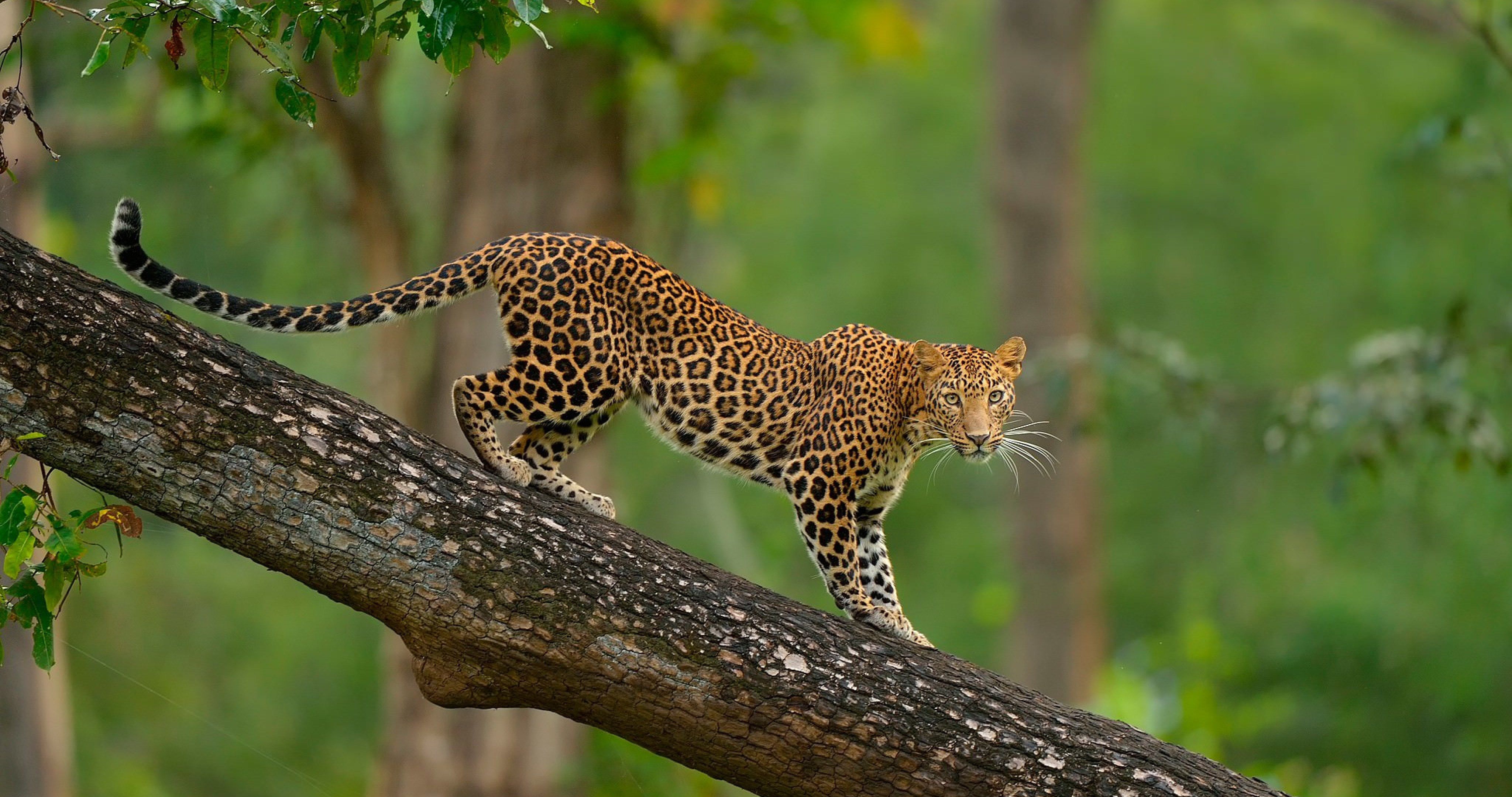 Free photo Leopard on Tree Spotting, Outdoors, Park Free Download