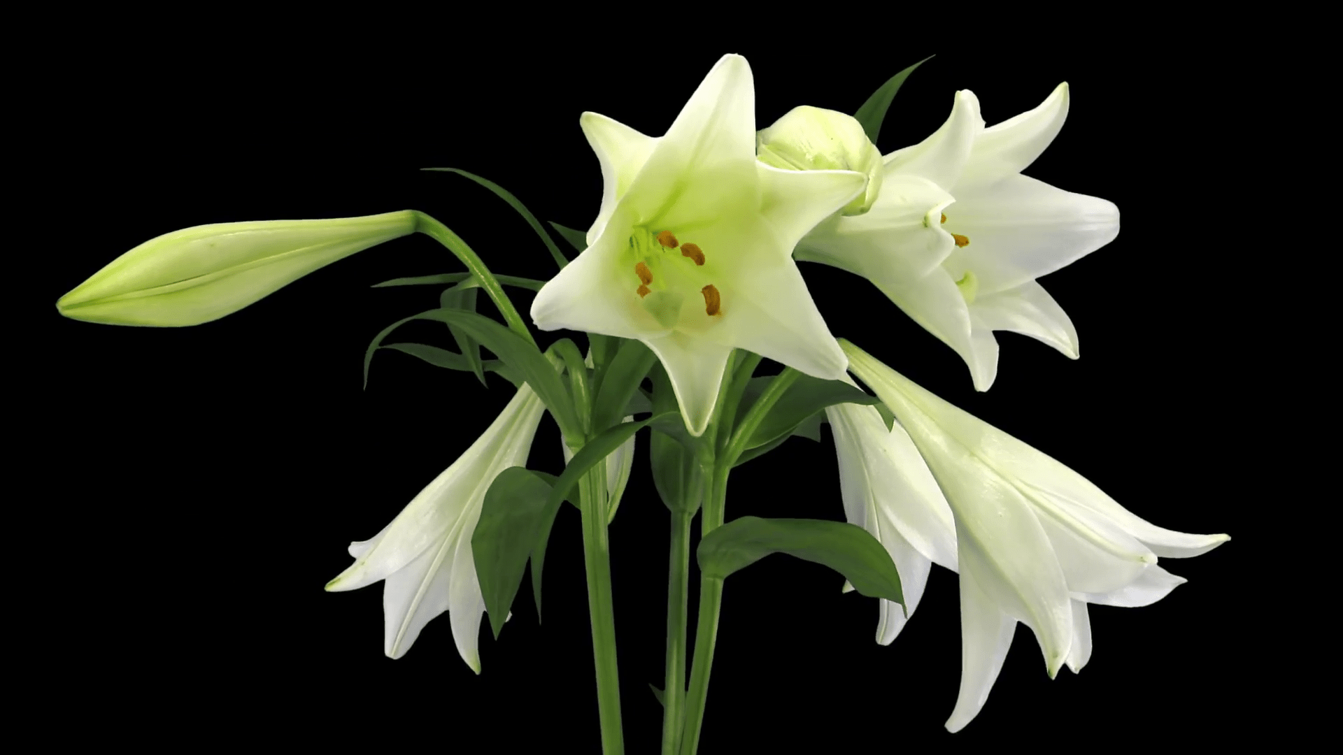 Free photo Lily Flower, Flowers, Green Free Download Jooinn