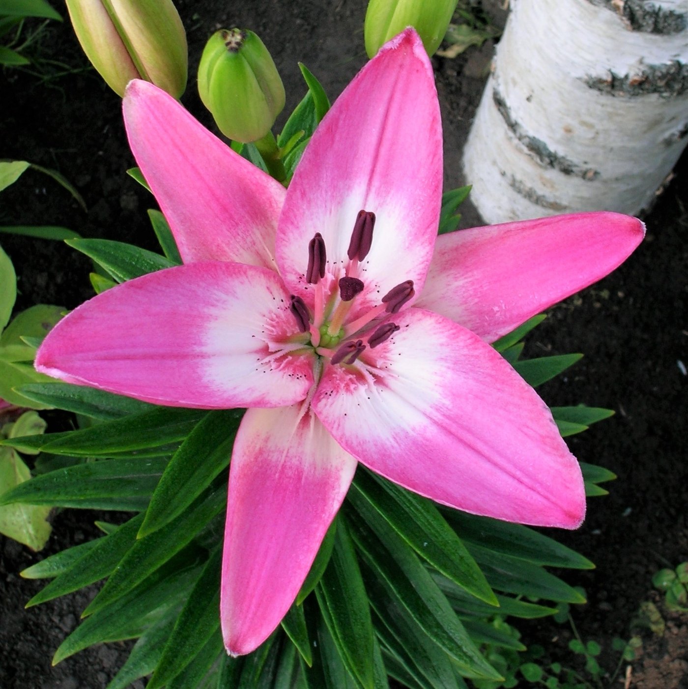 Free photo Lily Beautiful, Bloom, Flowers Free Download Jooinn