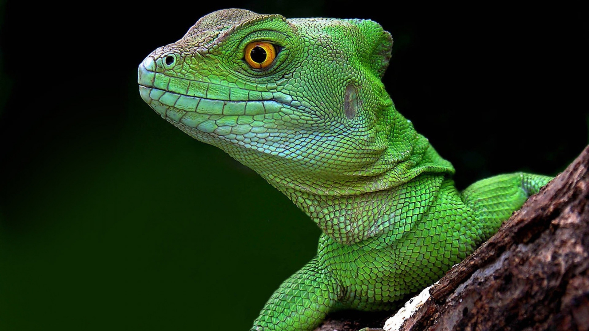 Free photo Lizard head Closeup, Head, Lizard Free Download Jooinn