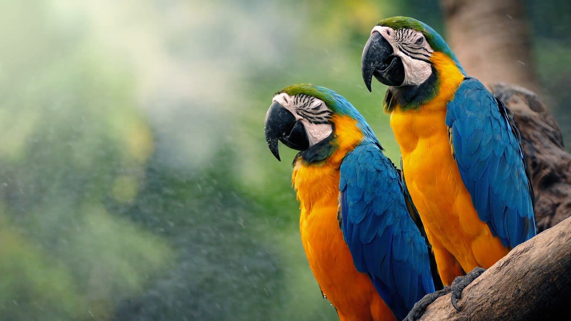 Free photo Macaw parrot Animal, Bird, Branch Free Download Jooinn