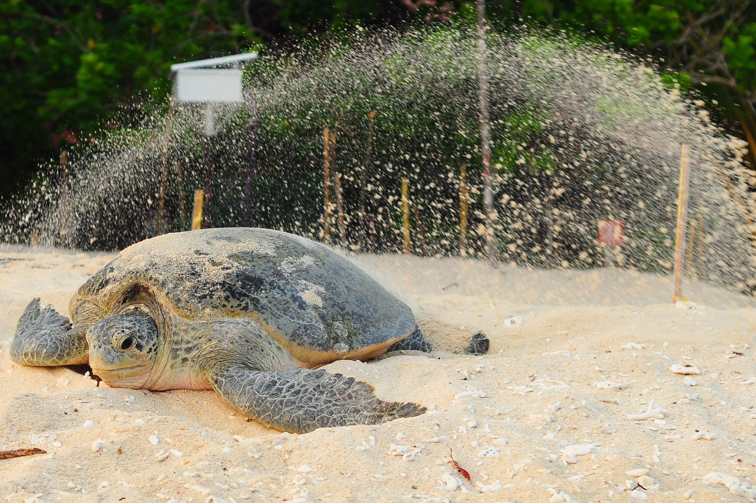Free photo Malaysian turtle Animals, Aquarium, Bspo06 Free