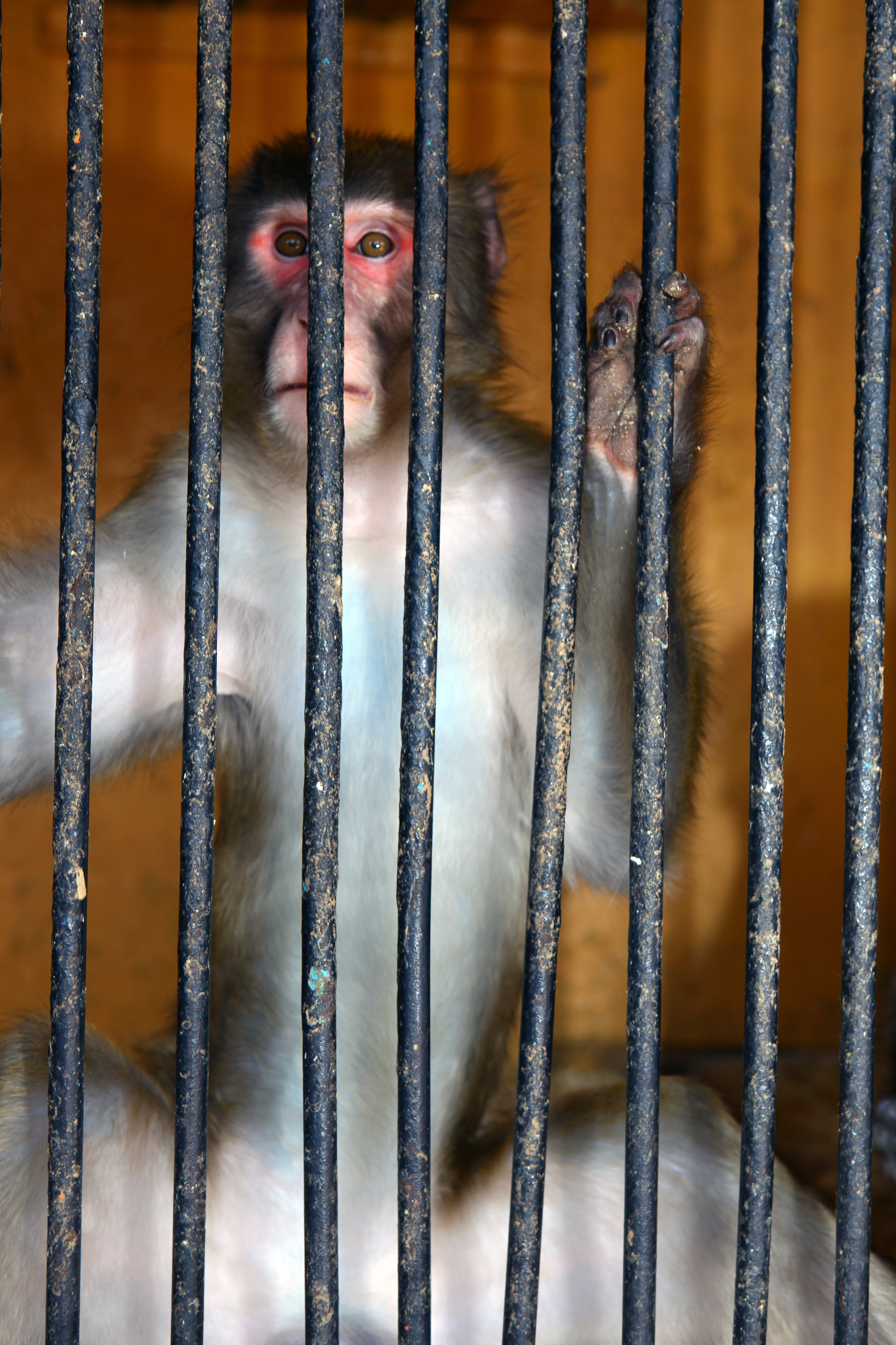 Free photo Monkey behind bars Animal, Victim, Sight Free Download