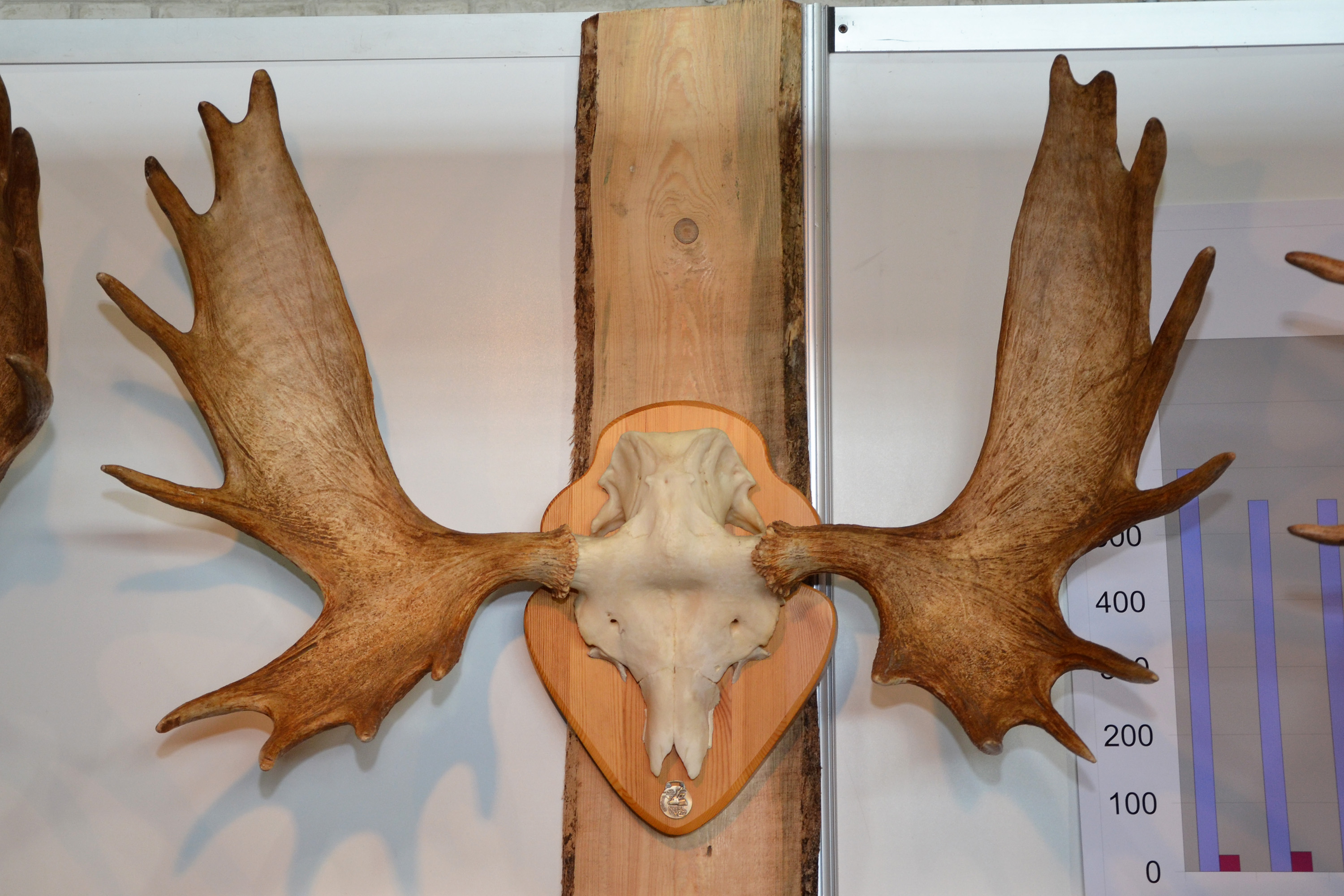 Free photo Moose trophy skull Alces, Head, Stuffed Free Download