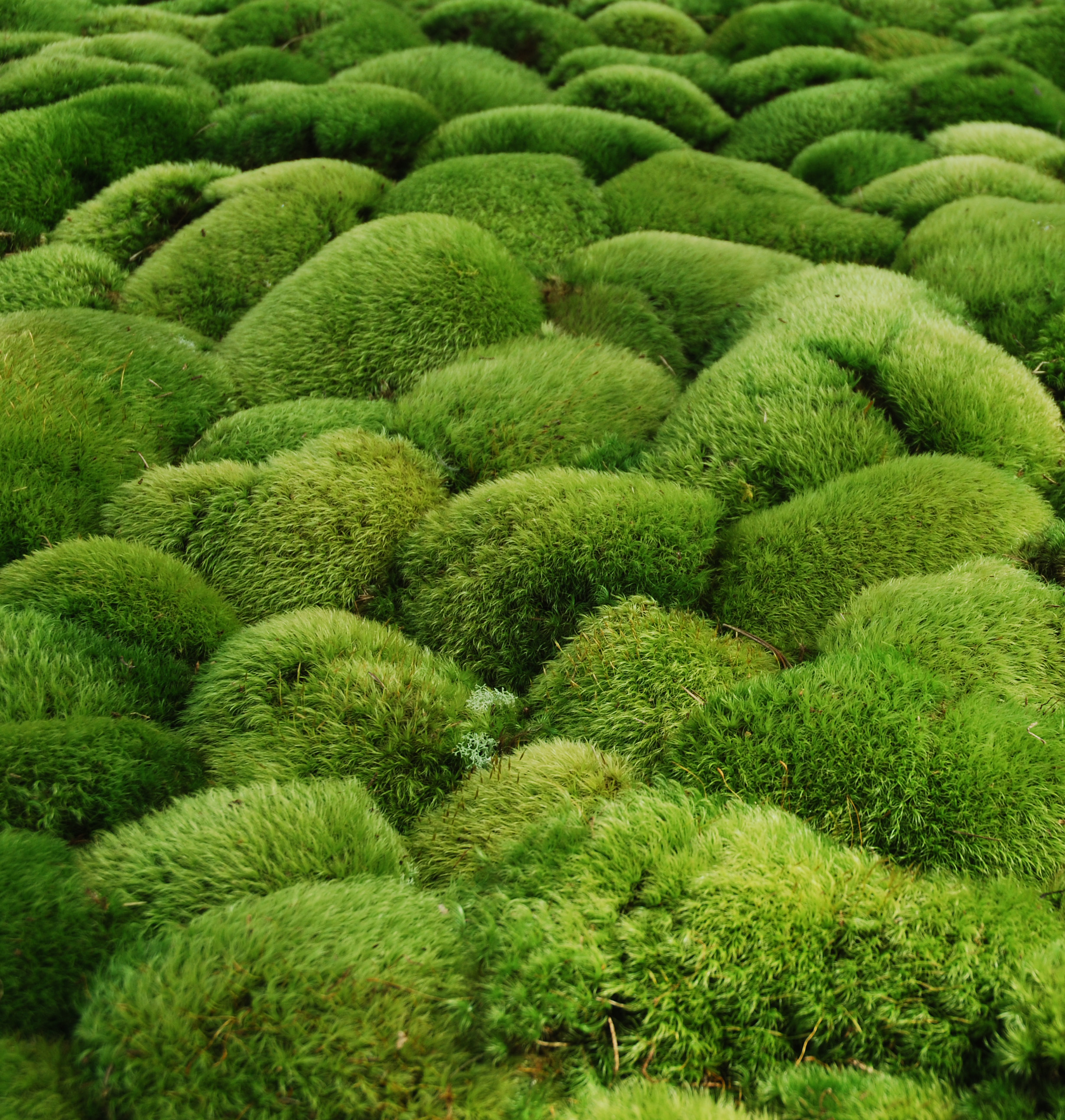 Free photo Moss Beautiful, Green, Herb Free Download Jooinn