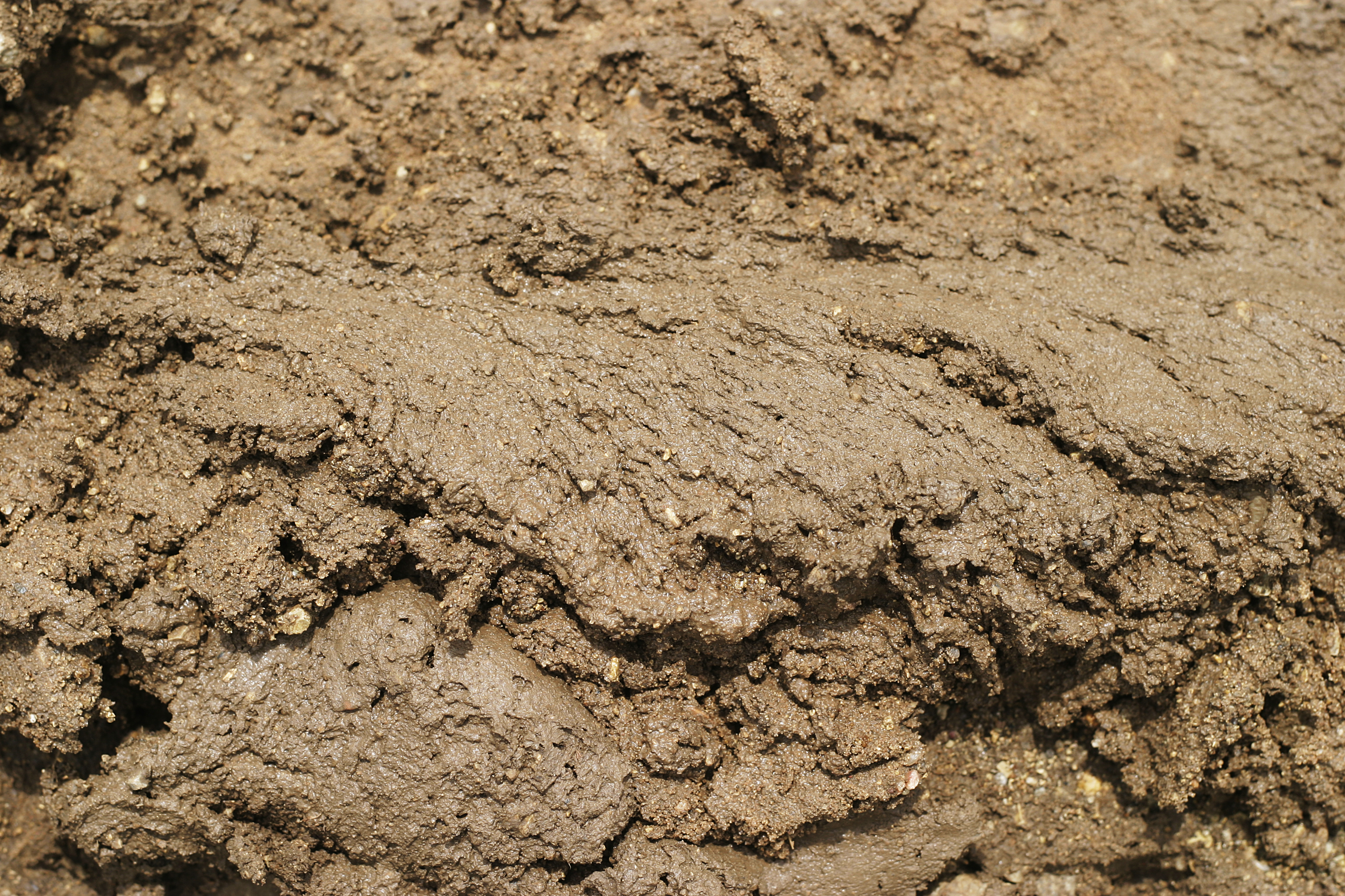 Ritual Trial Kit – MUD\WTR Coffee Alternative