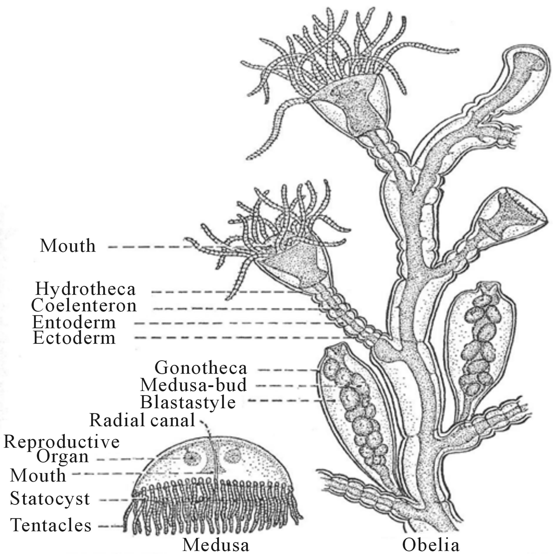 Obelia Medusa