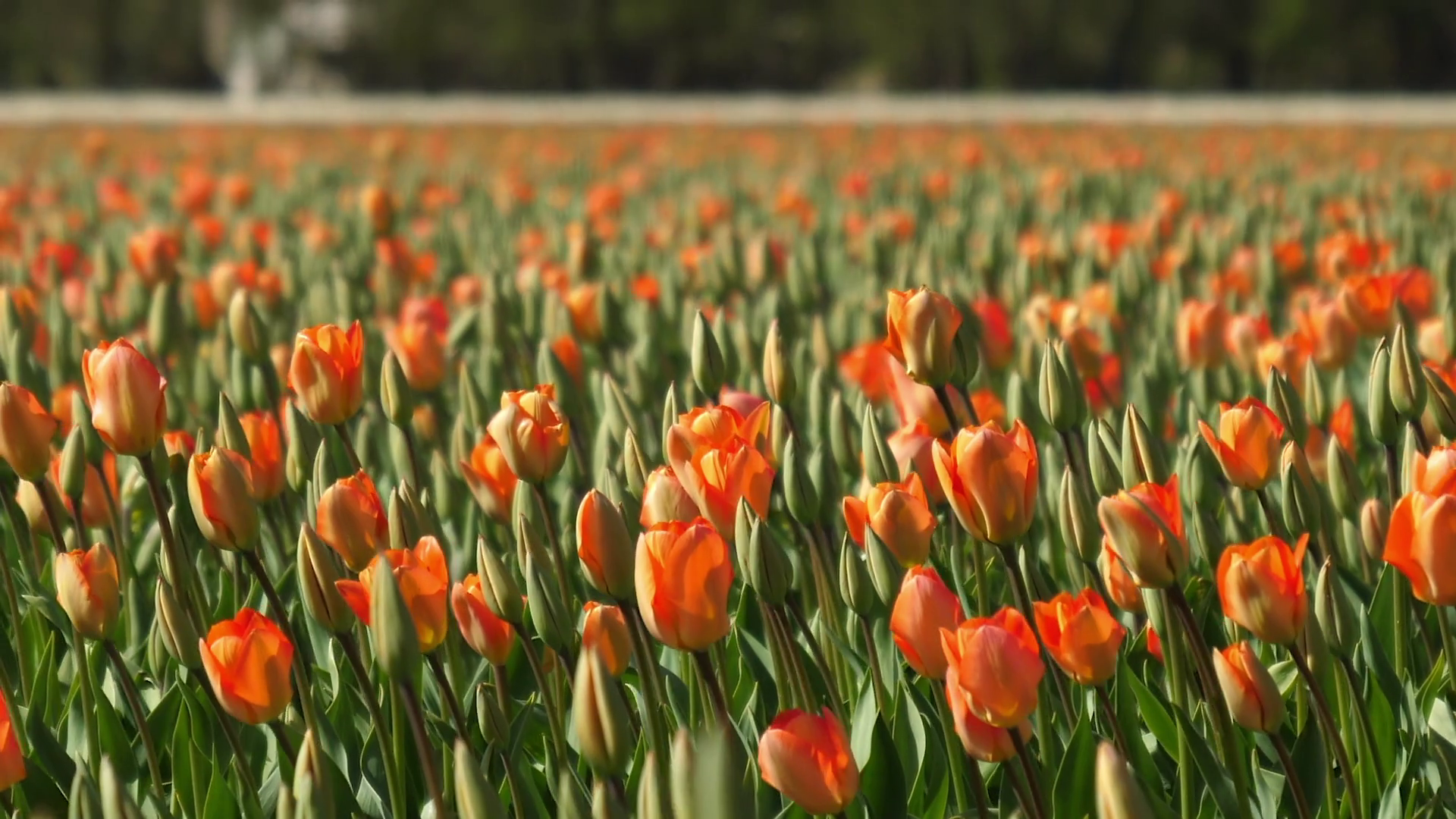 Free photo Orange Tulips Beautiful, Resource, Nature Free Download