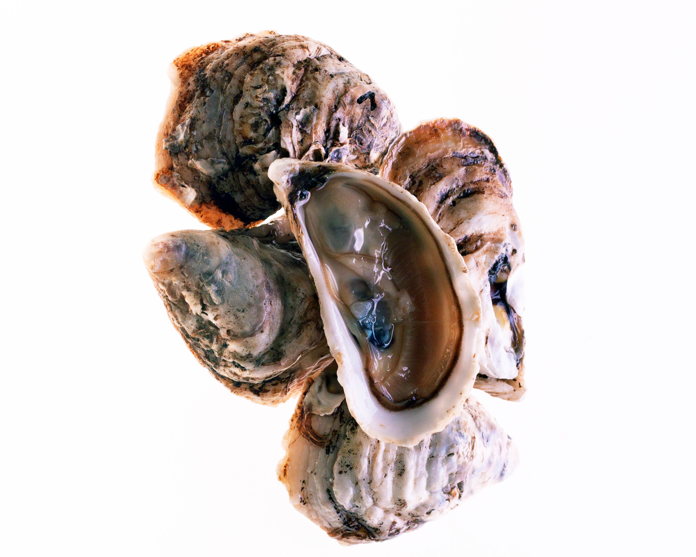 Free photo Oysters Animalmuscle, Shiny, Rough Free Download Jooinn