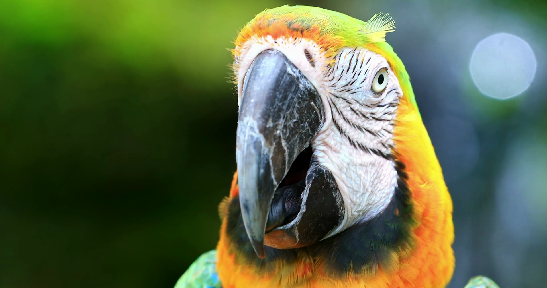 Free photo Parrot Closeup Animal, Bird, Close Free