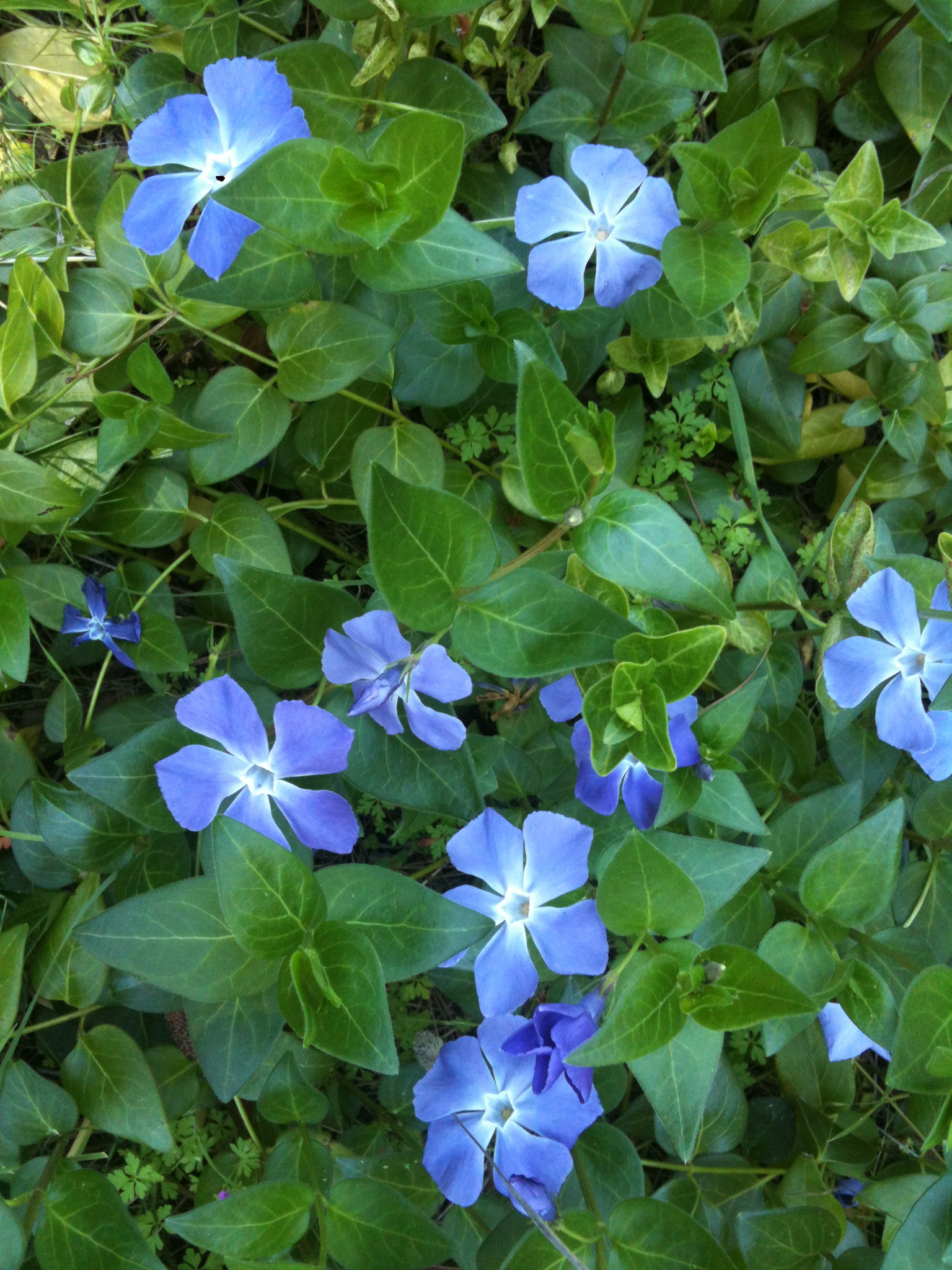 Free photo Periwinkle Blue, Flowers Free Download Jooinn