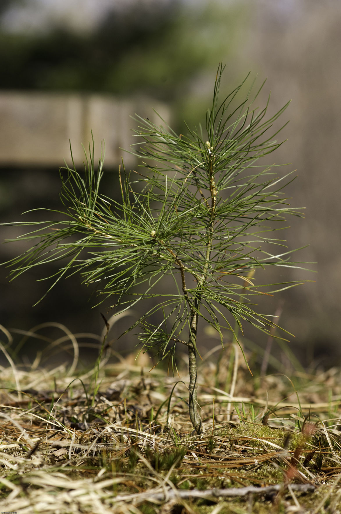 Free photo Pine Tree Sprouts Bark, Brown, Bspo06 Free Download