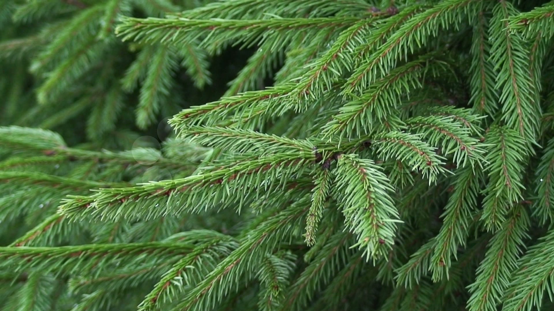 Free photo Pine tree closeup Closeup, Green, Nature Free Download