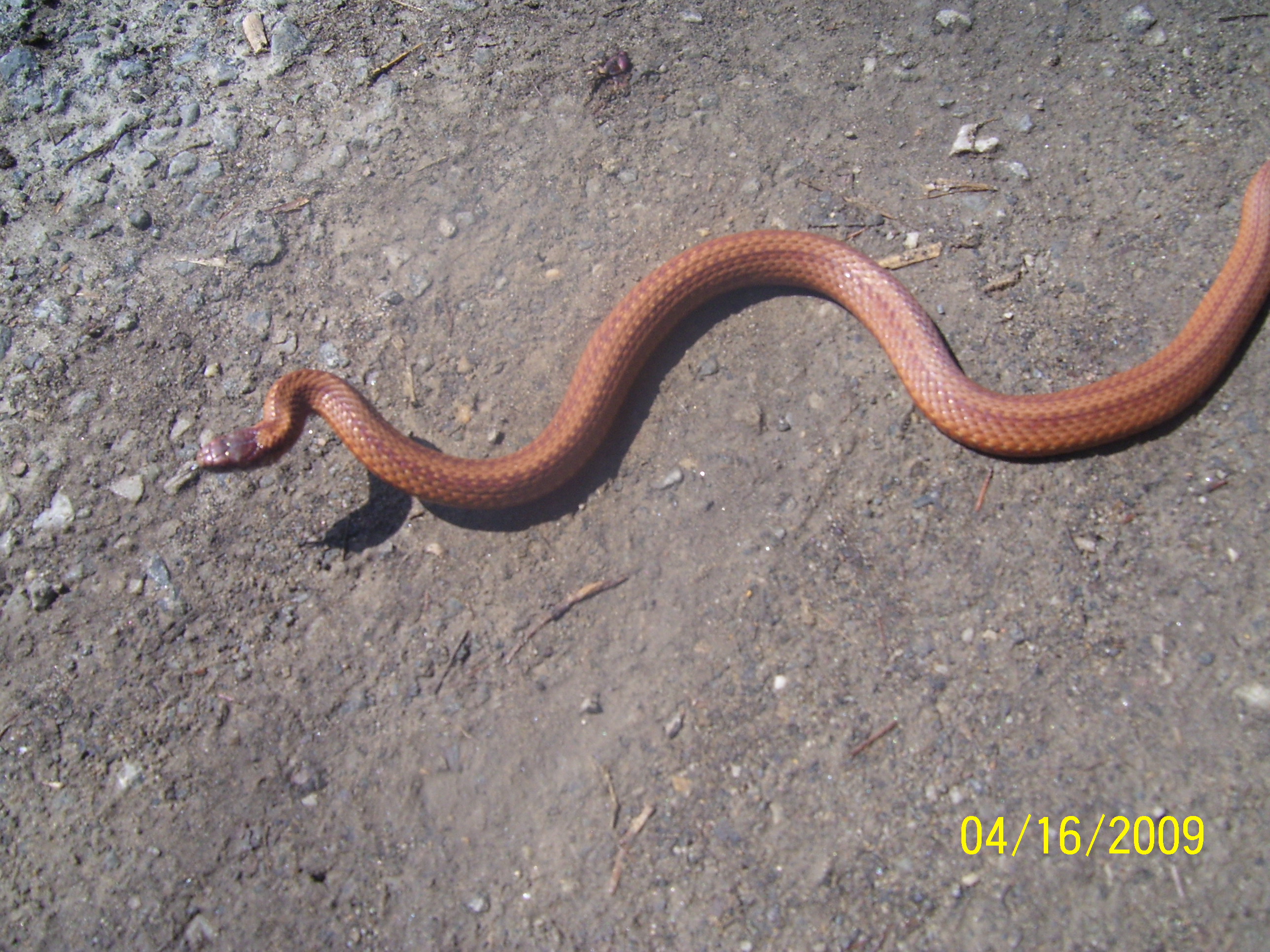 Free photo Pretty Snake Animal, Crawl, Reptile Free Download Jooinn