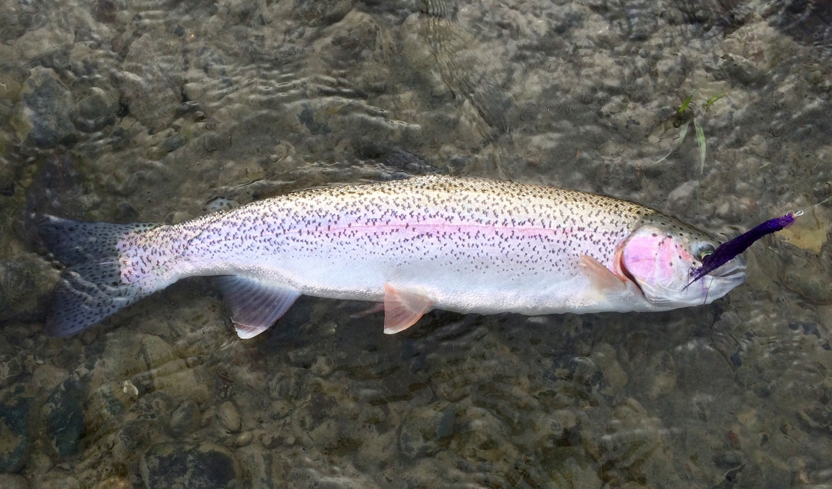 Rainbow Trout / Colorado Trout Species Gold Medal Colorado Trout