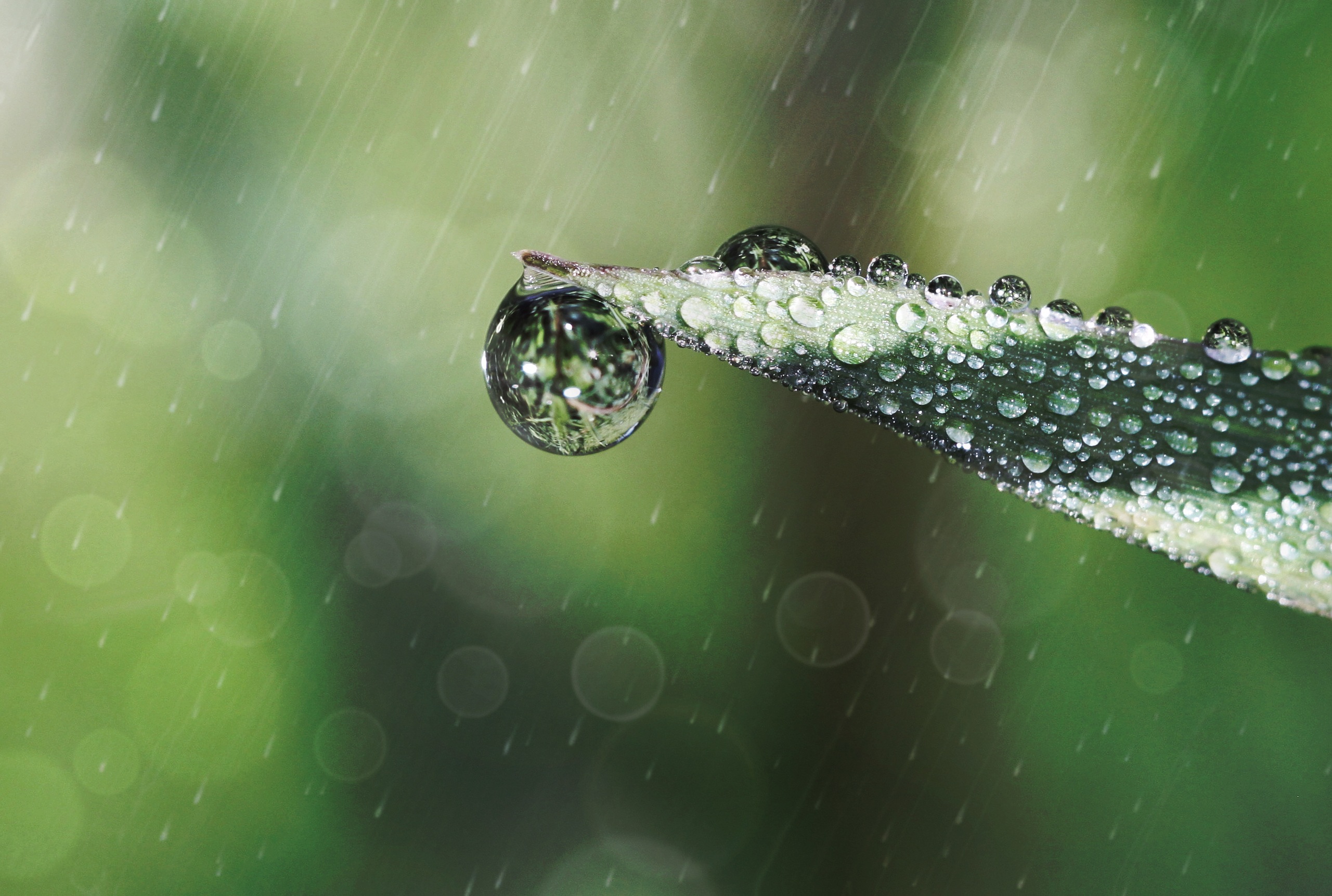 Free photo Raindrops Drop, Droplet, Green Free Download Jooinn