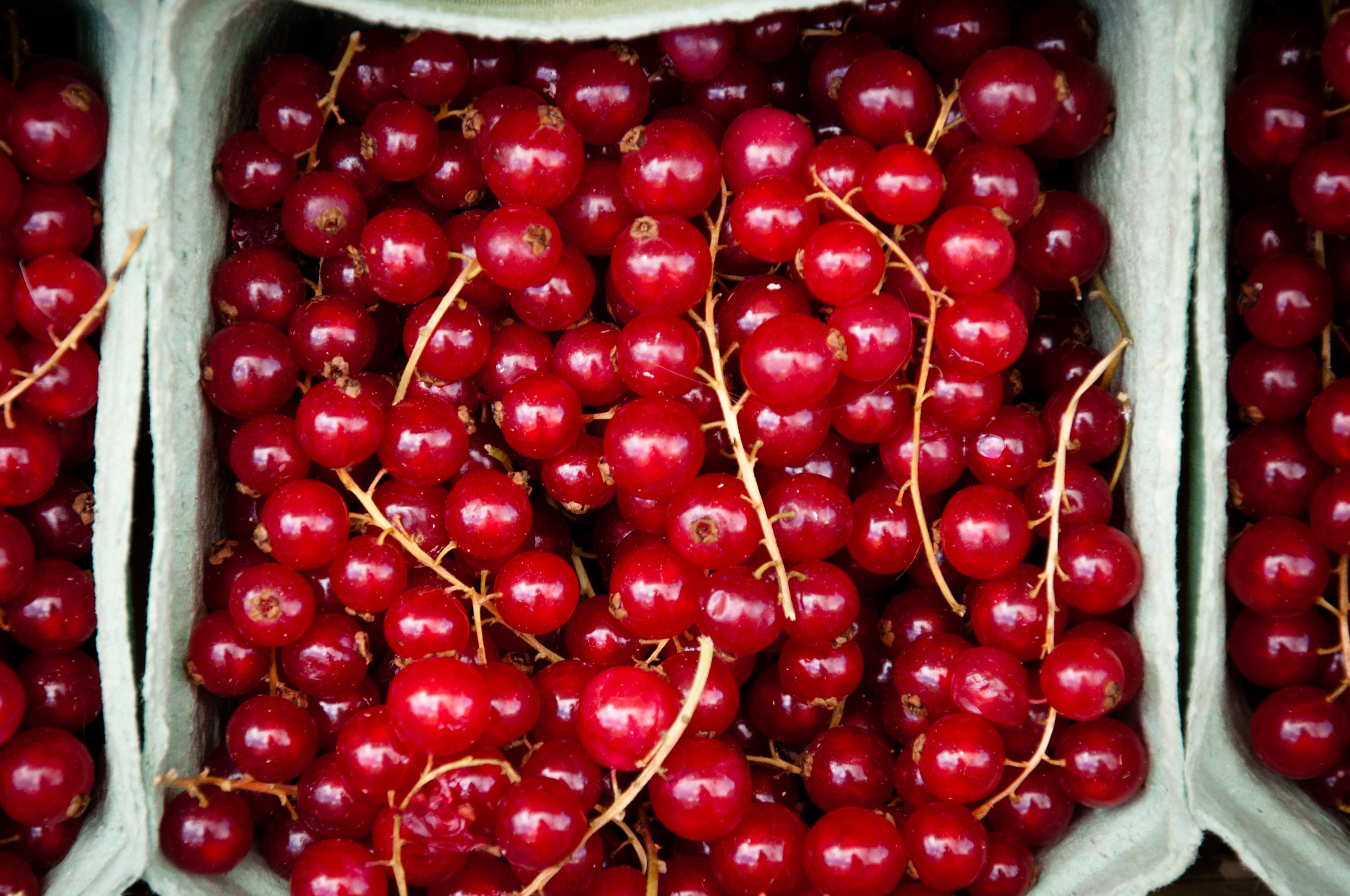 Free photo red currant Berries, Berry, Carton Free Download Jooinn