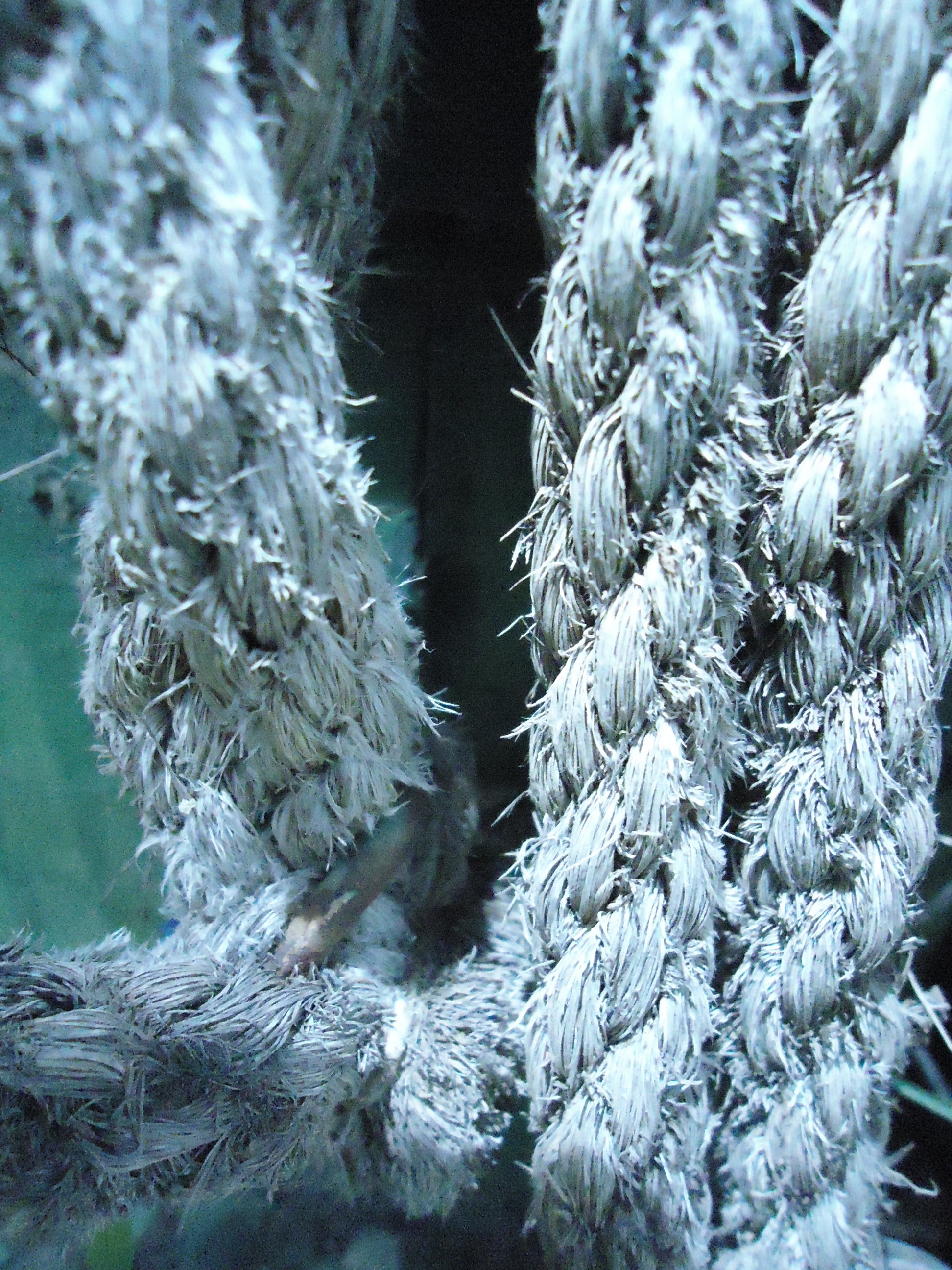 Free photo Rope Support, Strong, String Free Download Jooinn