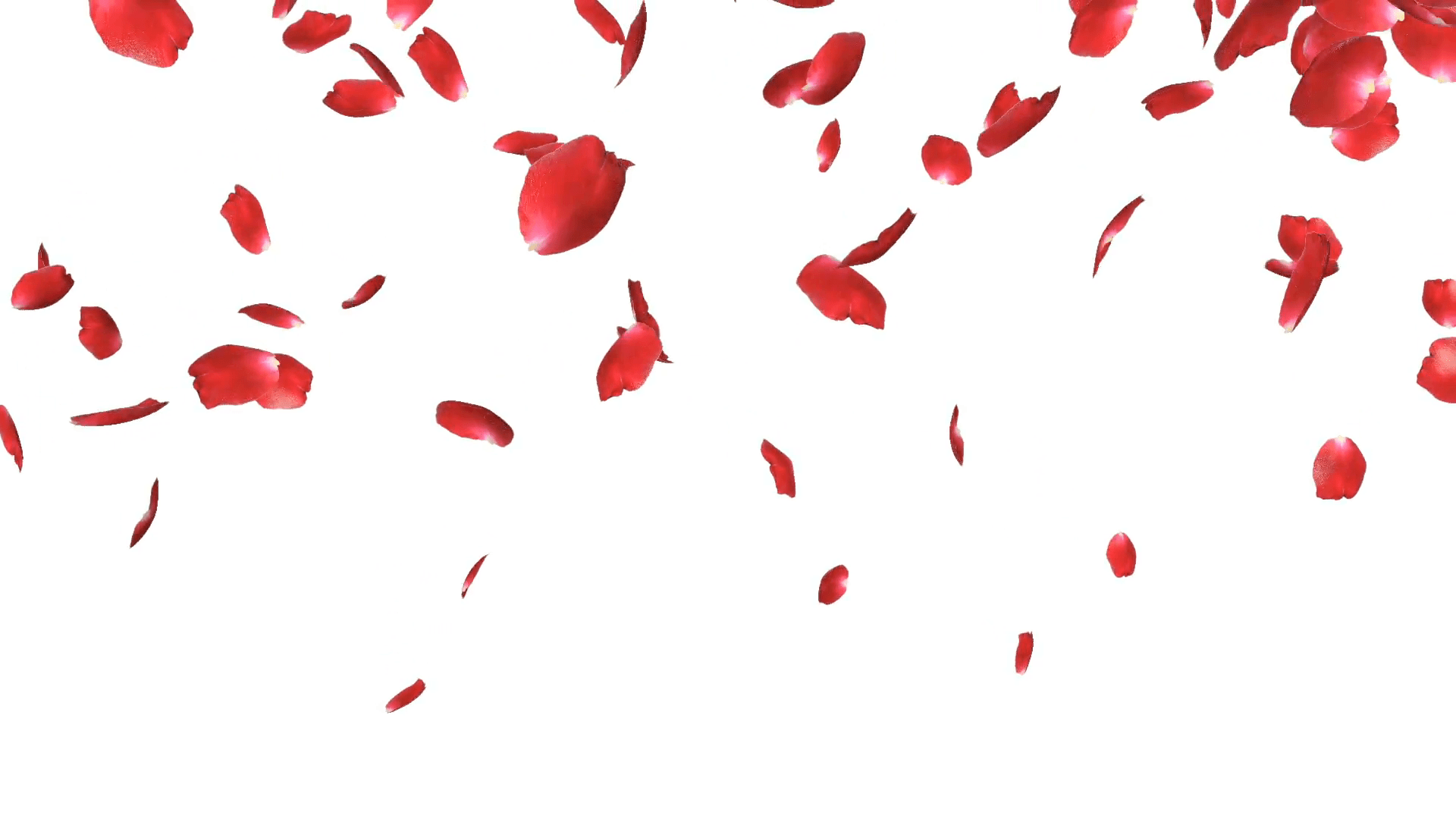 Free photo rose petals Rose, Petal, Rosa Free Download Jooinn