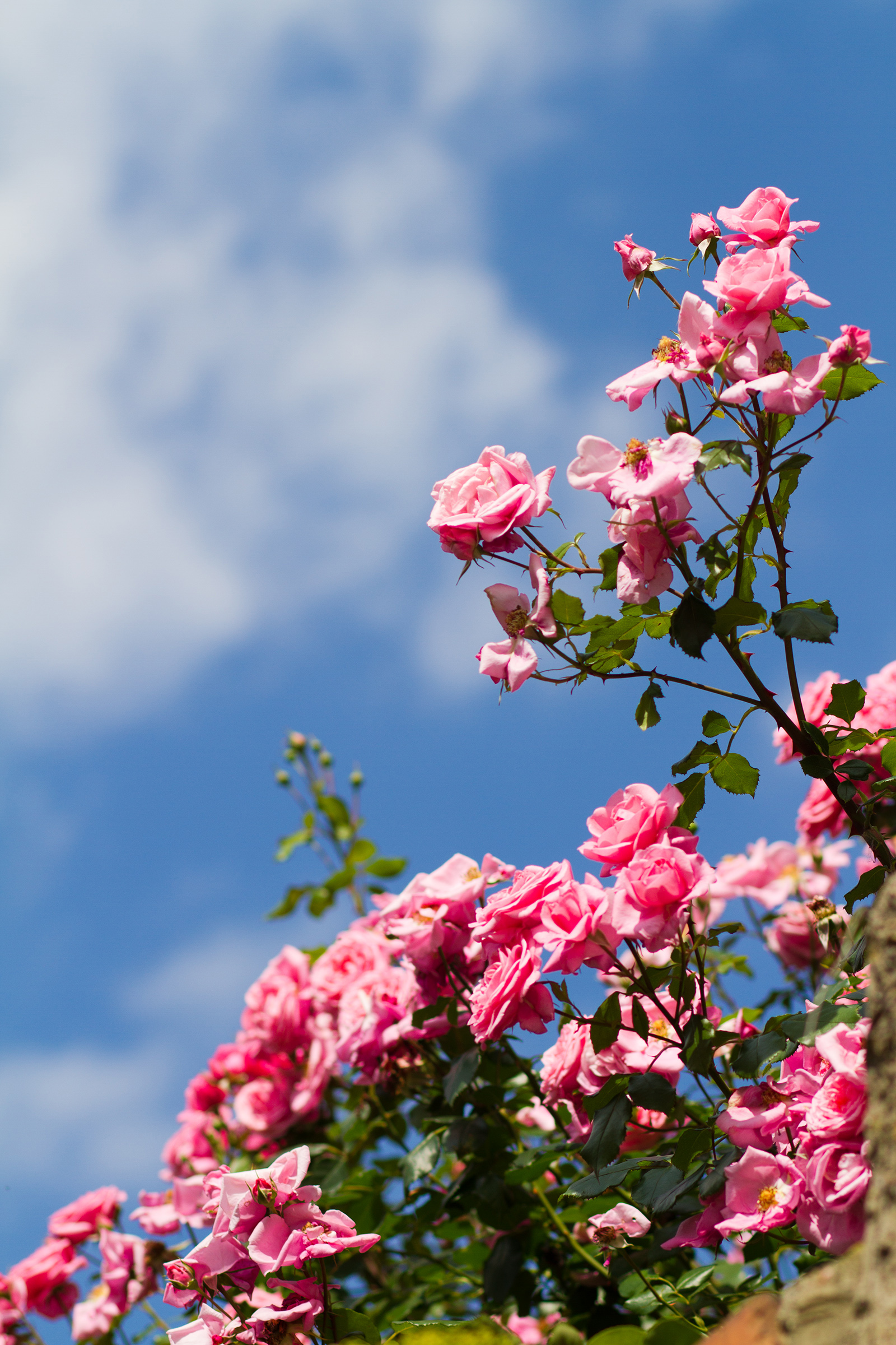 Free photo Roses Sunlight, Outdoors, Overcast Free Download Jooinn