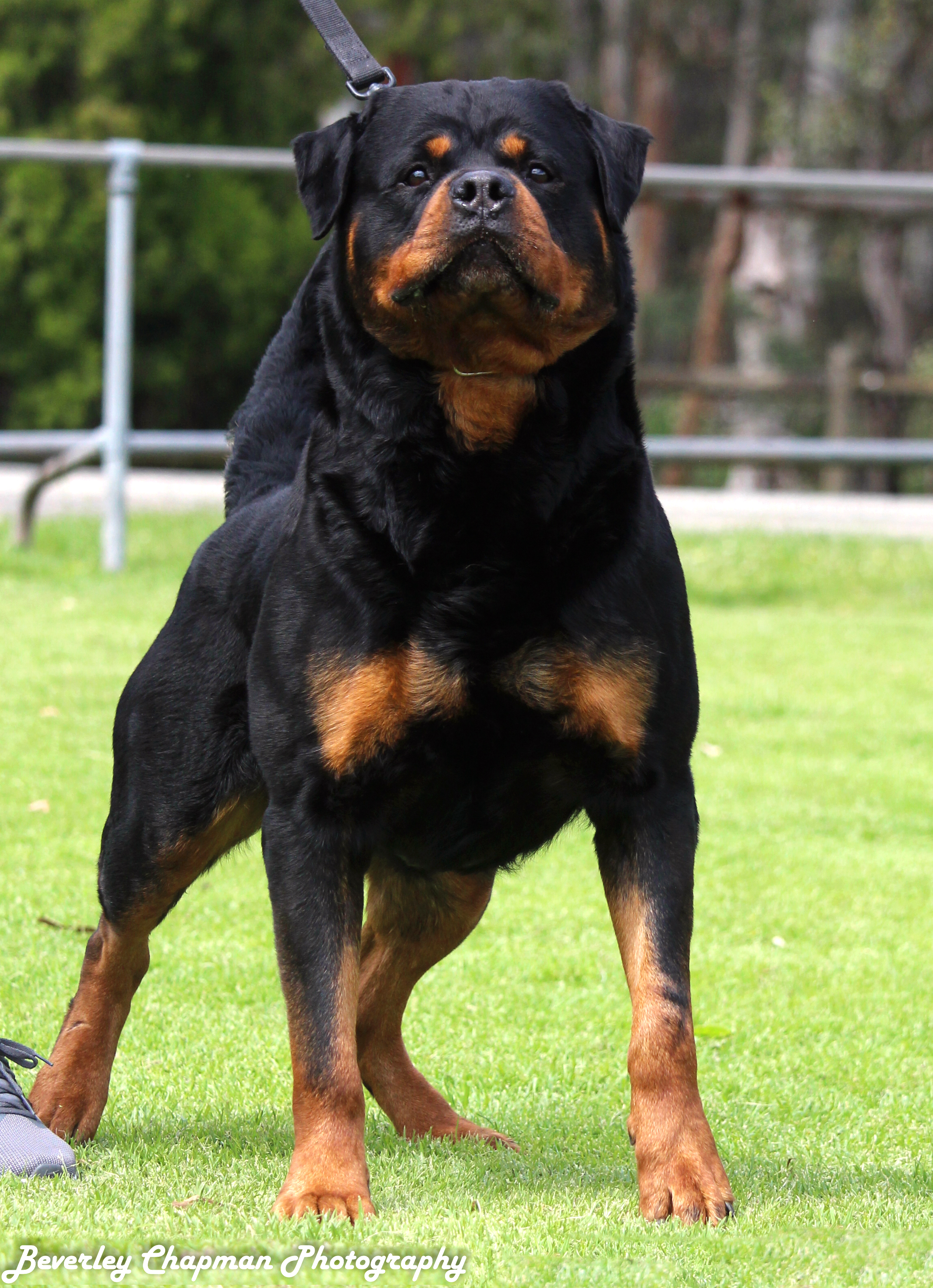 Rottweiler Dog Angry Face Cute of Animals