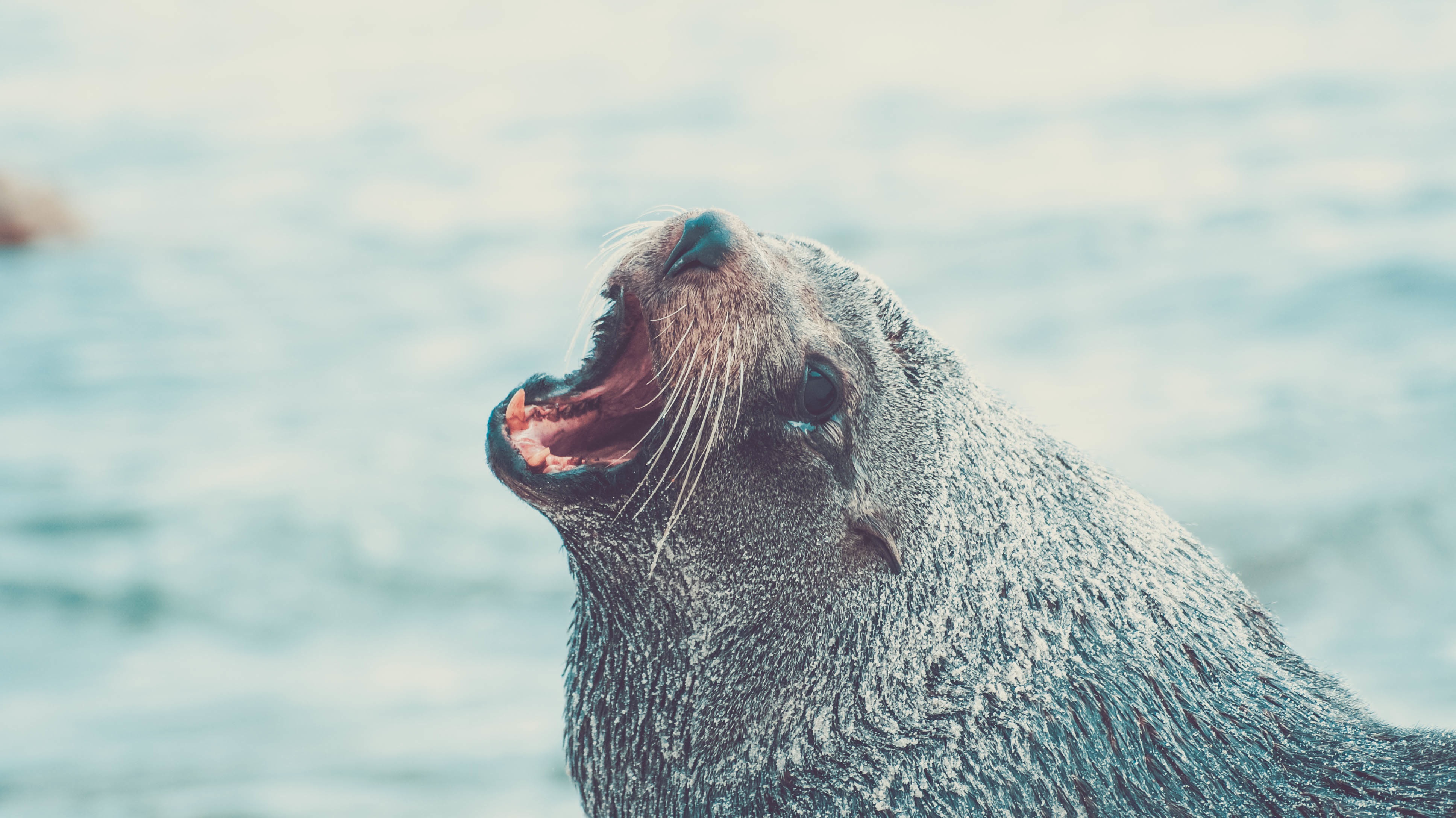 Free photo Seal Animal, Beach, Blue Free Download Jooinn