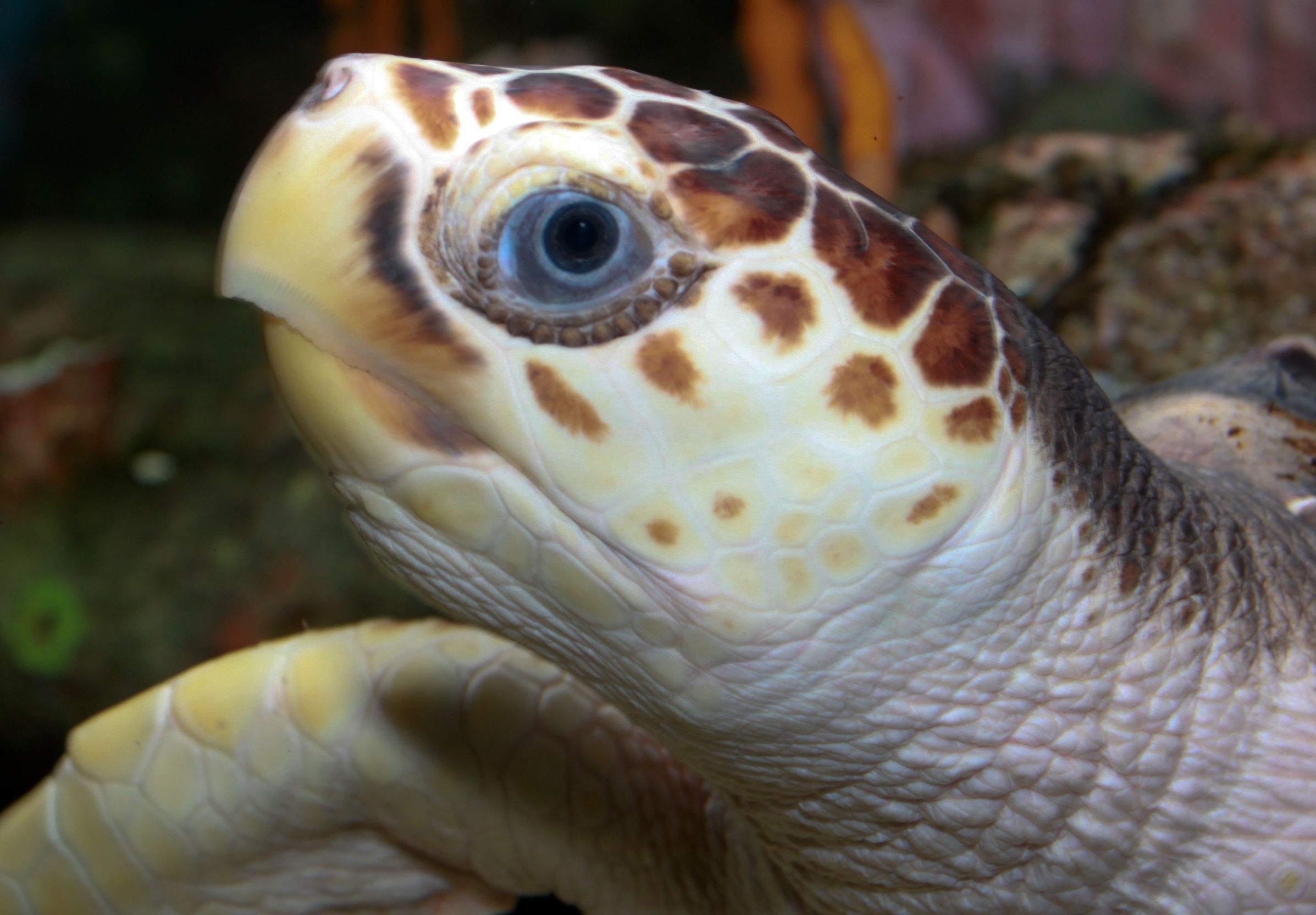 Free photo Turtle head Closeup, Eyes, Head Free Download Jooinn