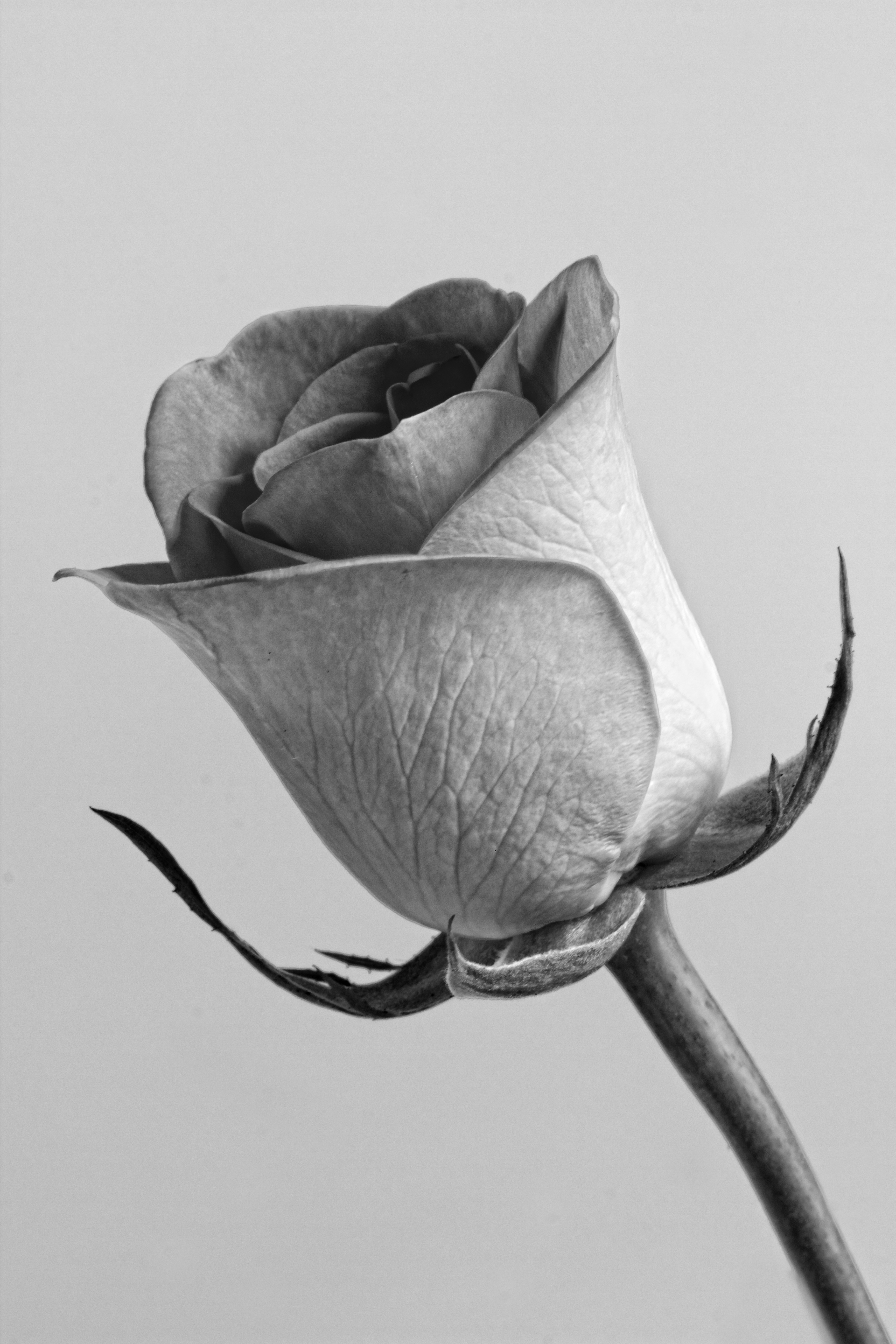 Free photo Silver Rose Botany, One, Stalk Free Download Jooinn
