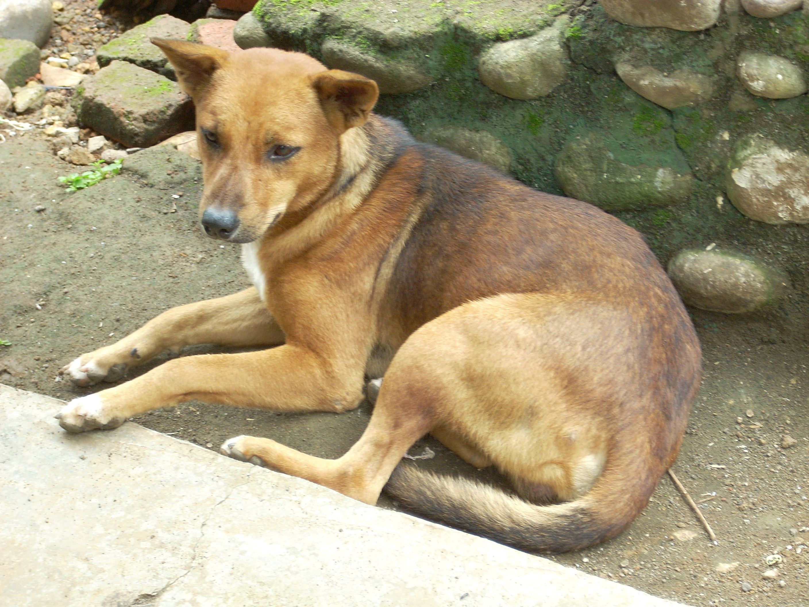 Free photo Sitting Dog Animal, Dog, Fur Free Download