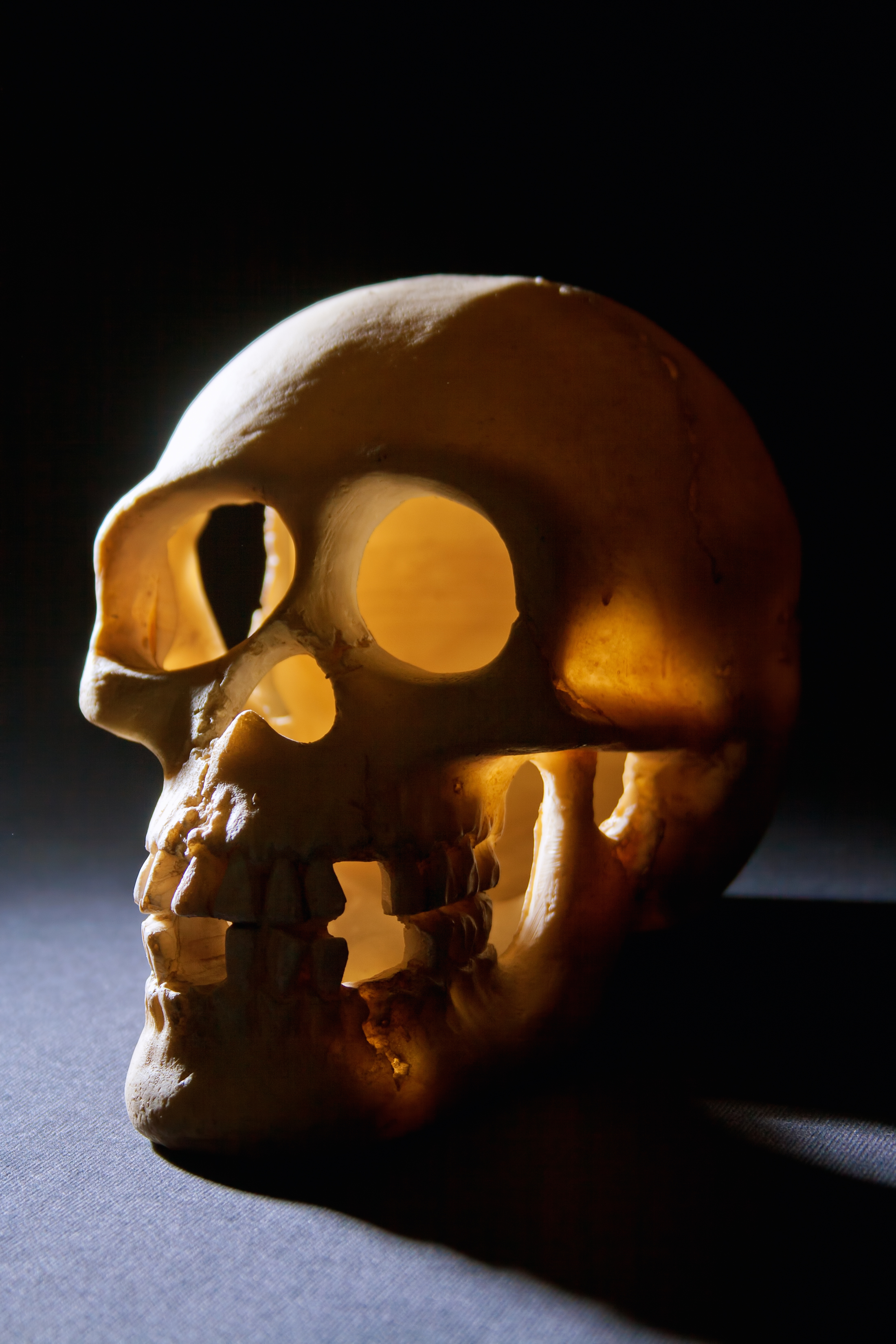 Free photo Skull Anatomy, Human, Spooky Free Download