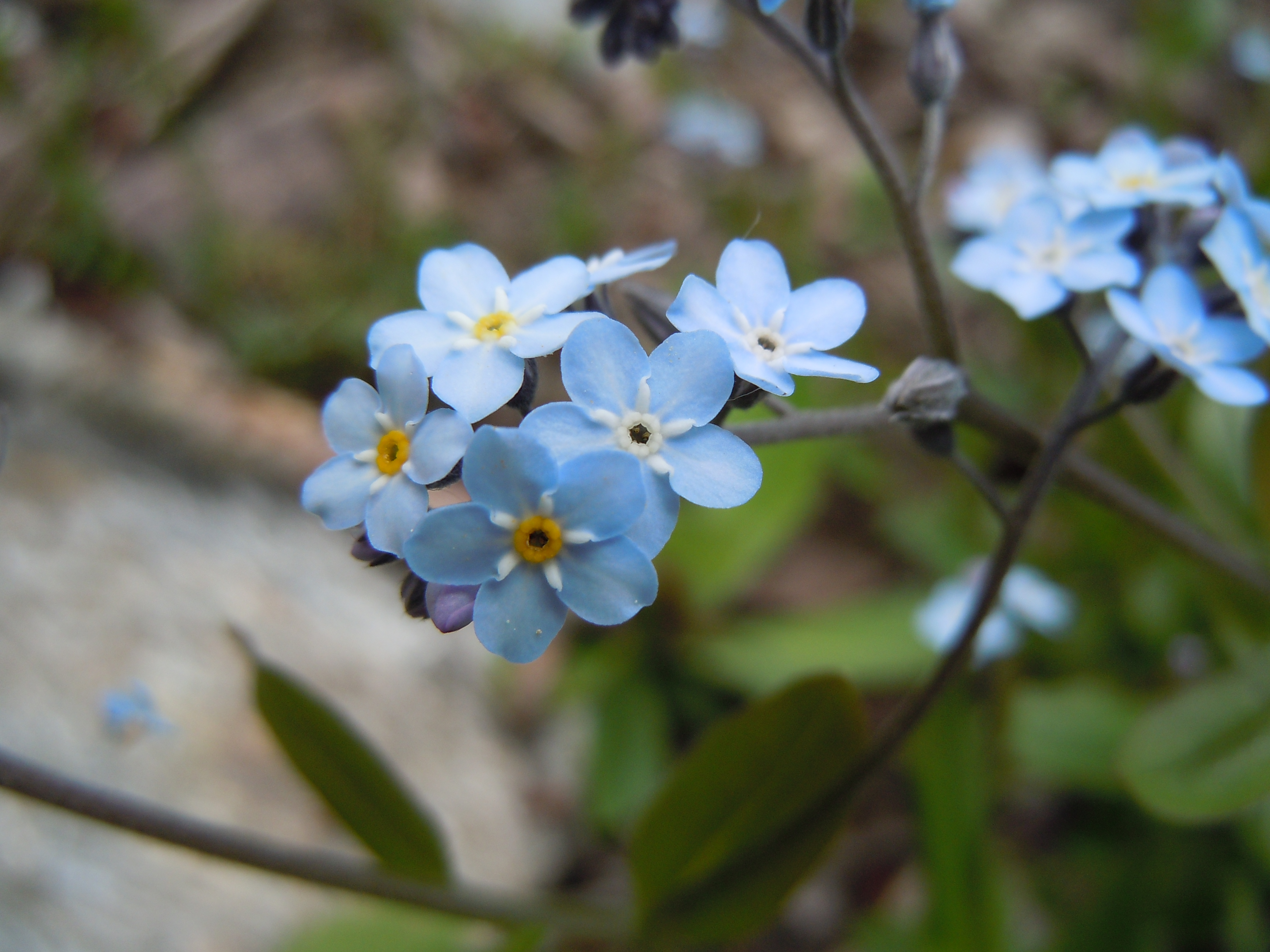 Free photo Small Flower Bloom, Flower, Hand Free Download Jooinn