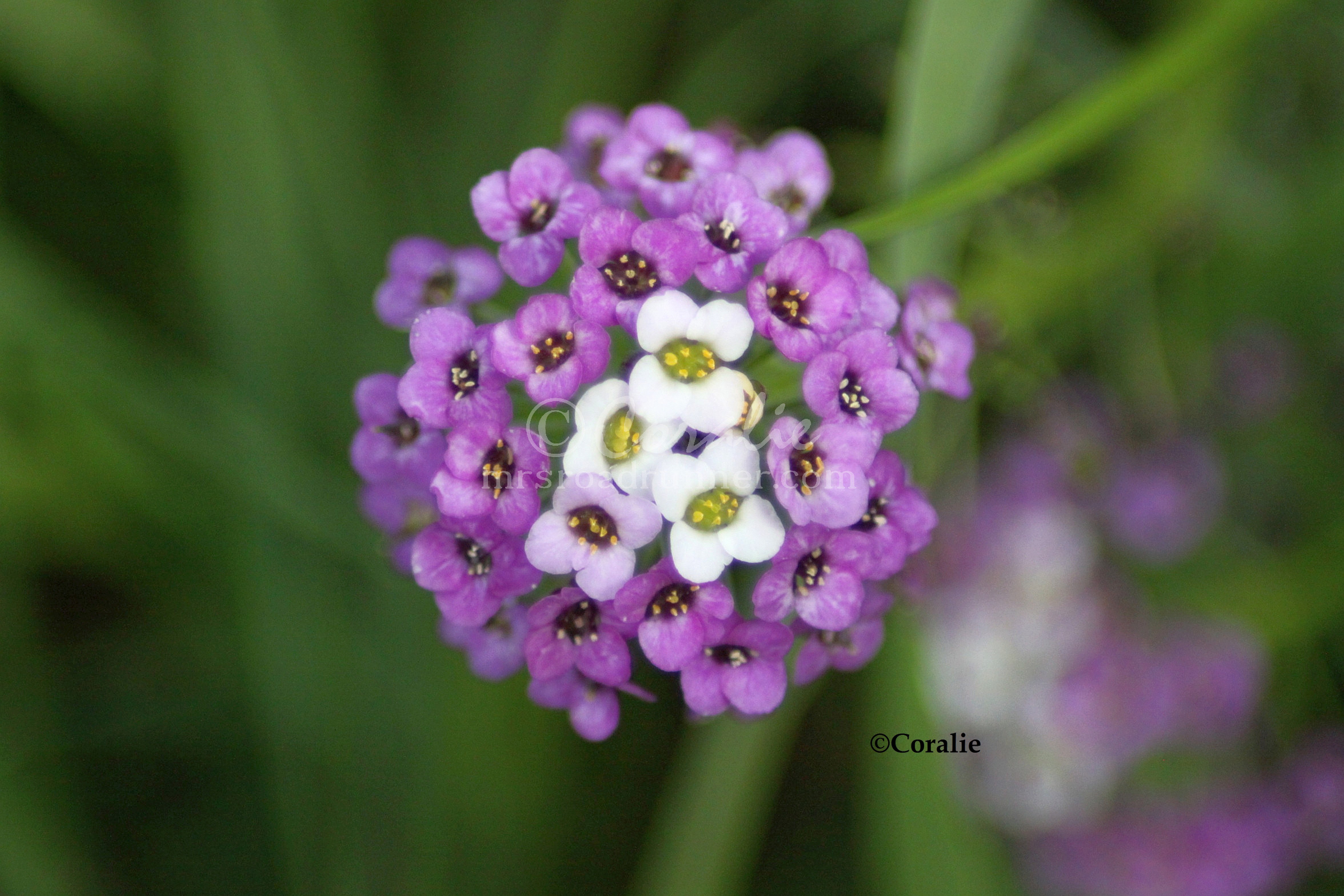 Free photo Small Flower Bloom, Flower, Hand Free Download Jooinn