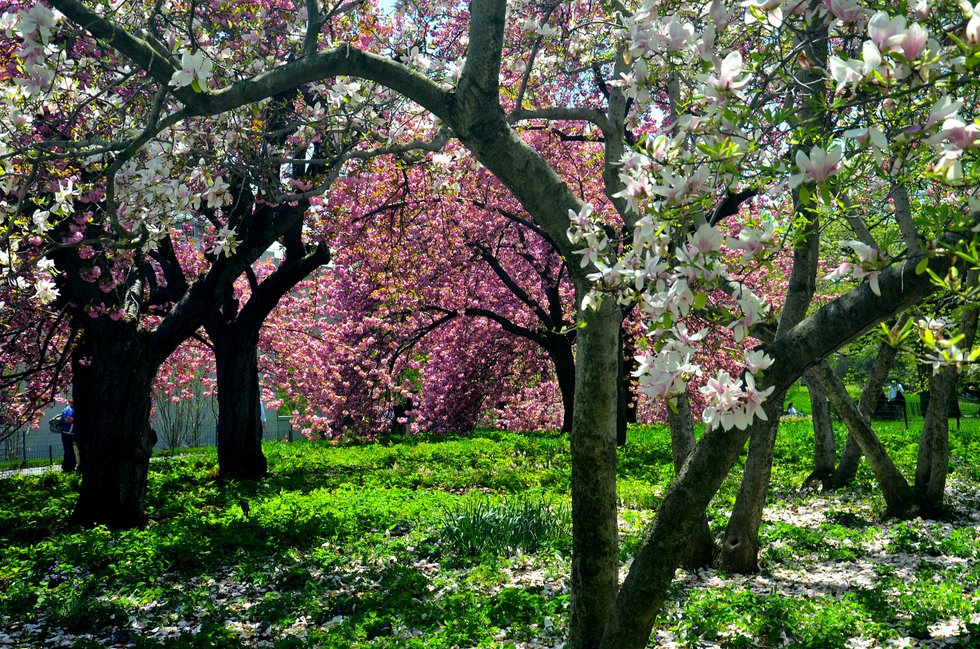 Free photo Spring bloom Bloom, Blossom, Flower Free Download Jooinn