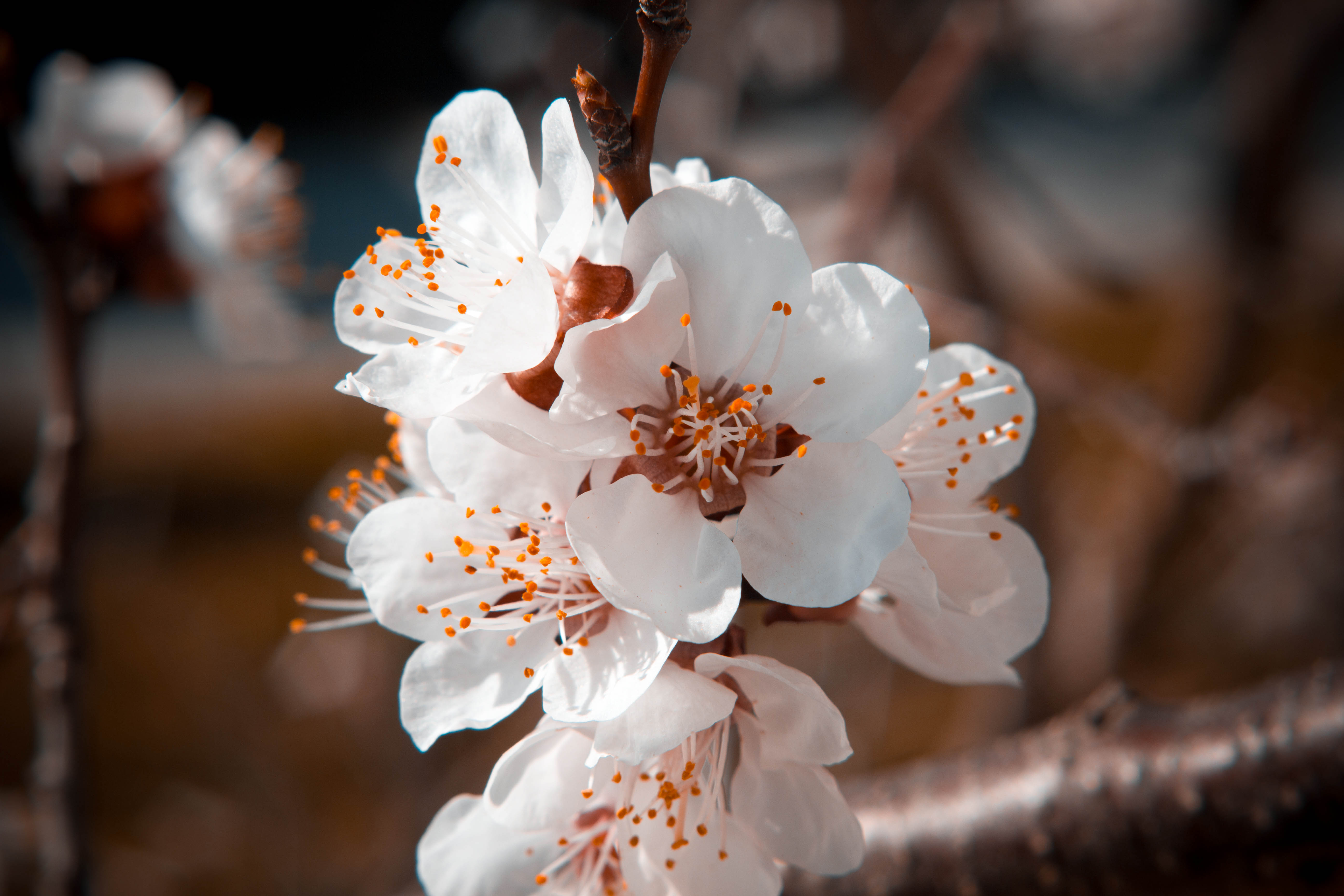 Free photo Spring flower Flower, Tree Free Download Jooinn