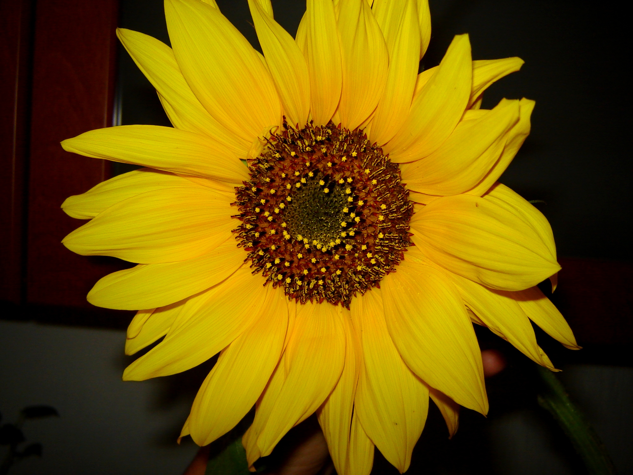 Free photo Sunflower Blooming, Bspo06, Flower Free Download Jooinn