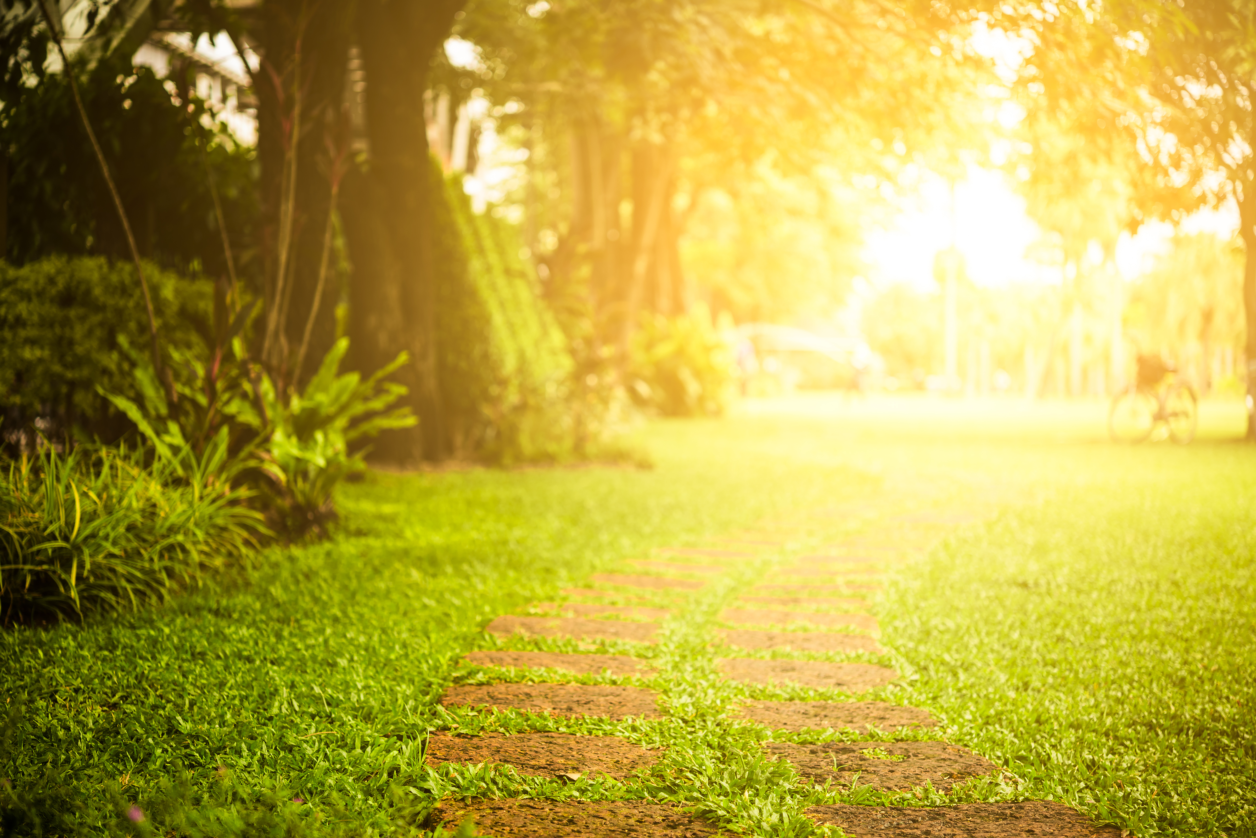 Free photo Sunlight Field, Grass, Green Free Download Jooinn