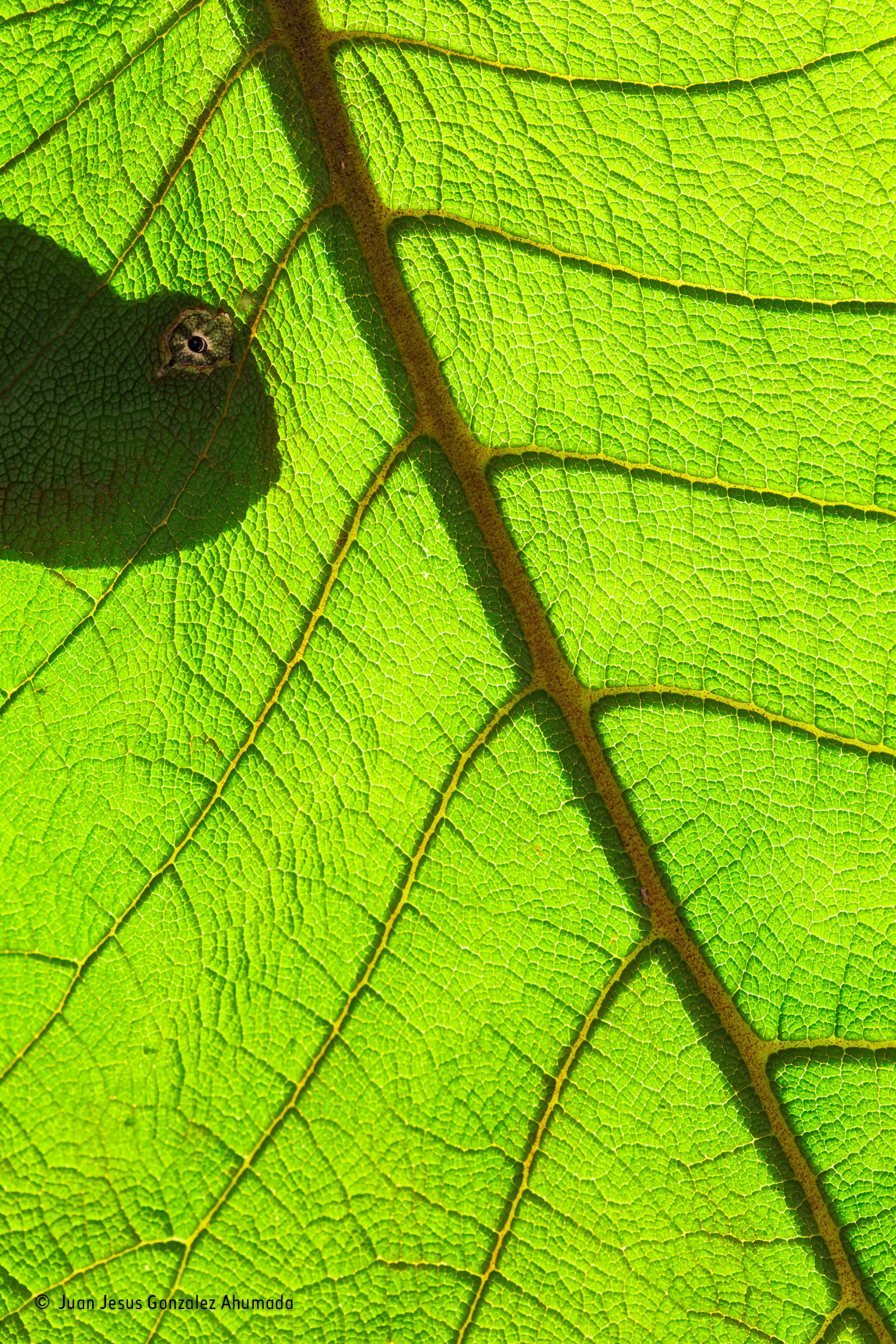 Free photo The texture Fall, Forest, Leaves Free Download Jooinn