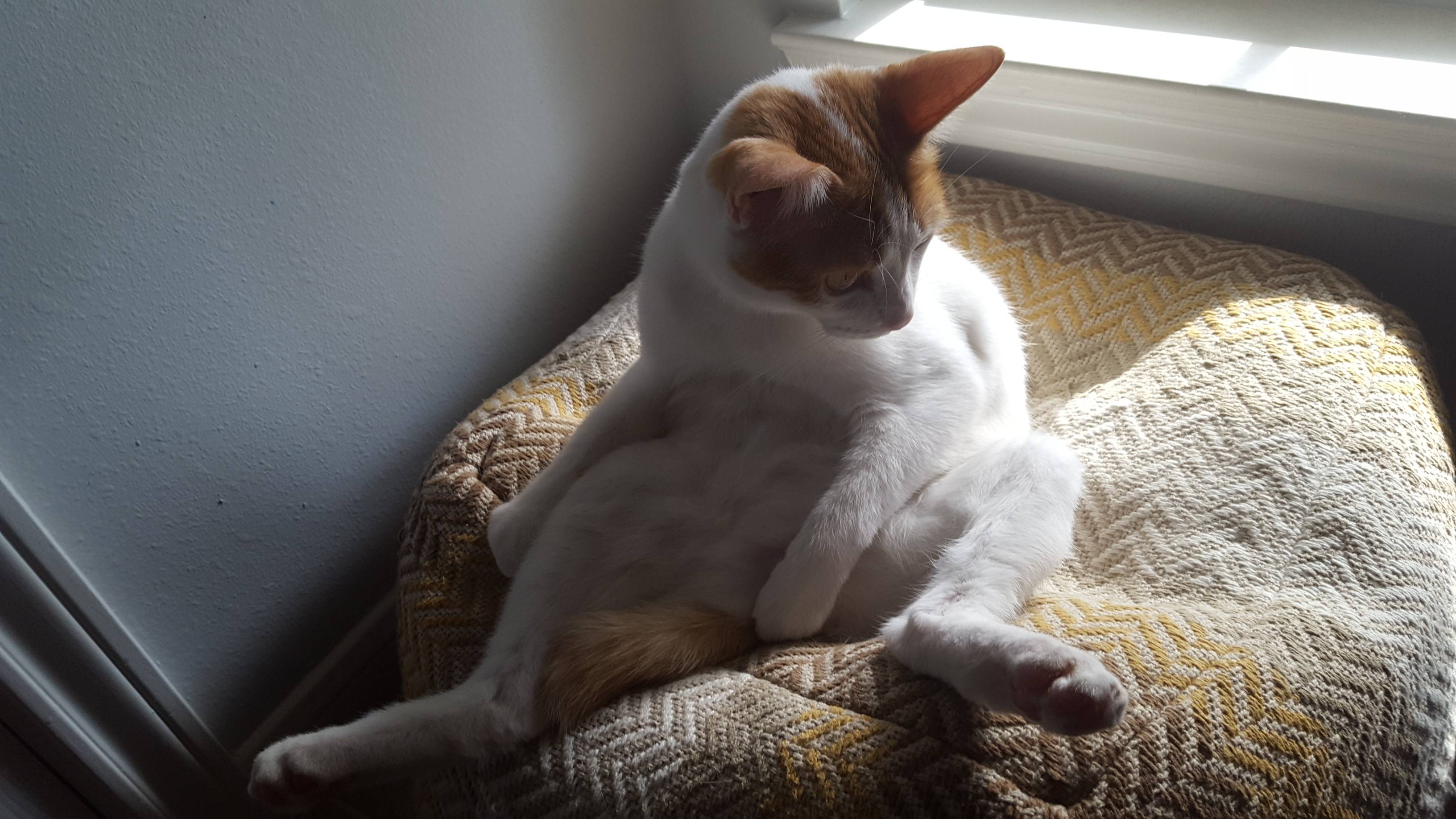 Free photo Thinking Cat Cat, Fur, Gray Free Download Jooinn