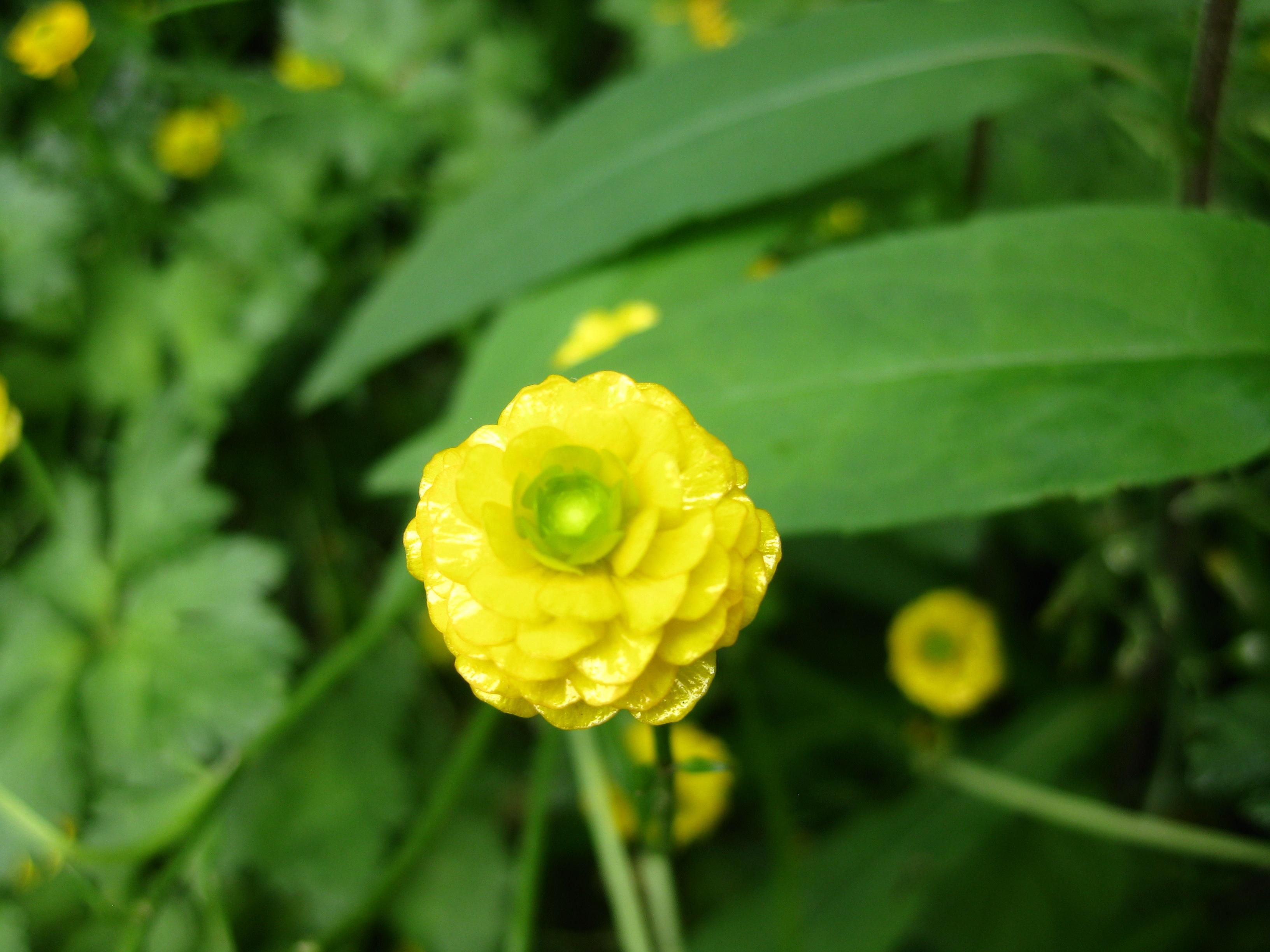 Free photo Tiny Yellow Flower Closeup, Flower, Plant Free Download
