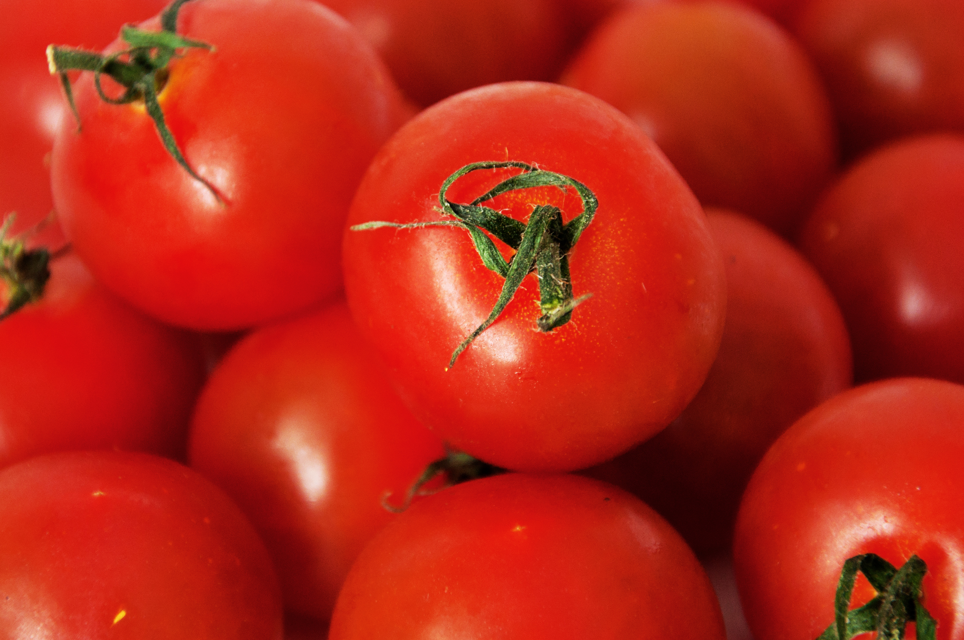 Free photo Tomatoes Agricultural, Ripening, Plant Free Download