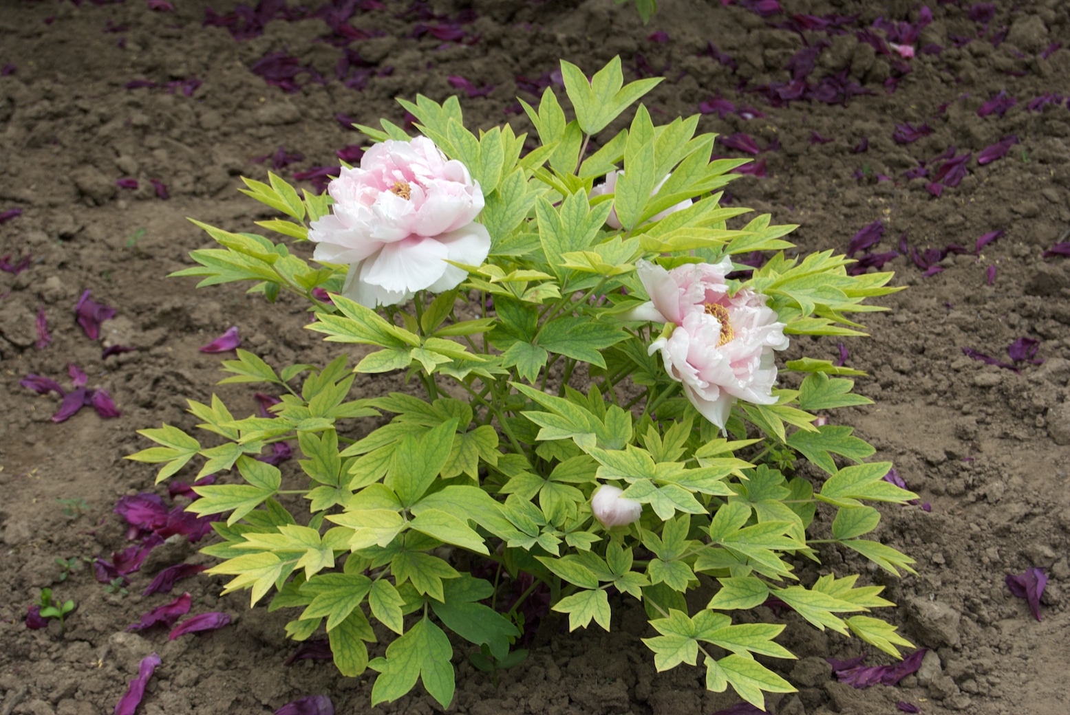 Free photo Tree Peony Beautiful, Beijing, Bloom Free Download Jooinn