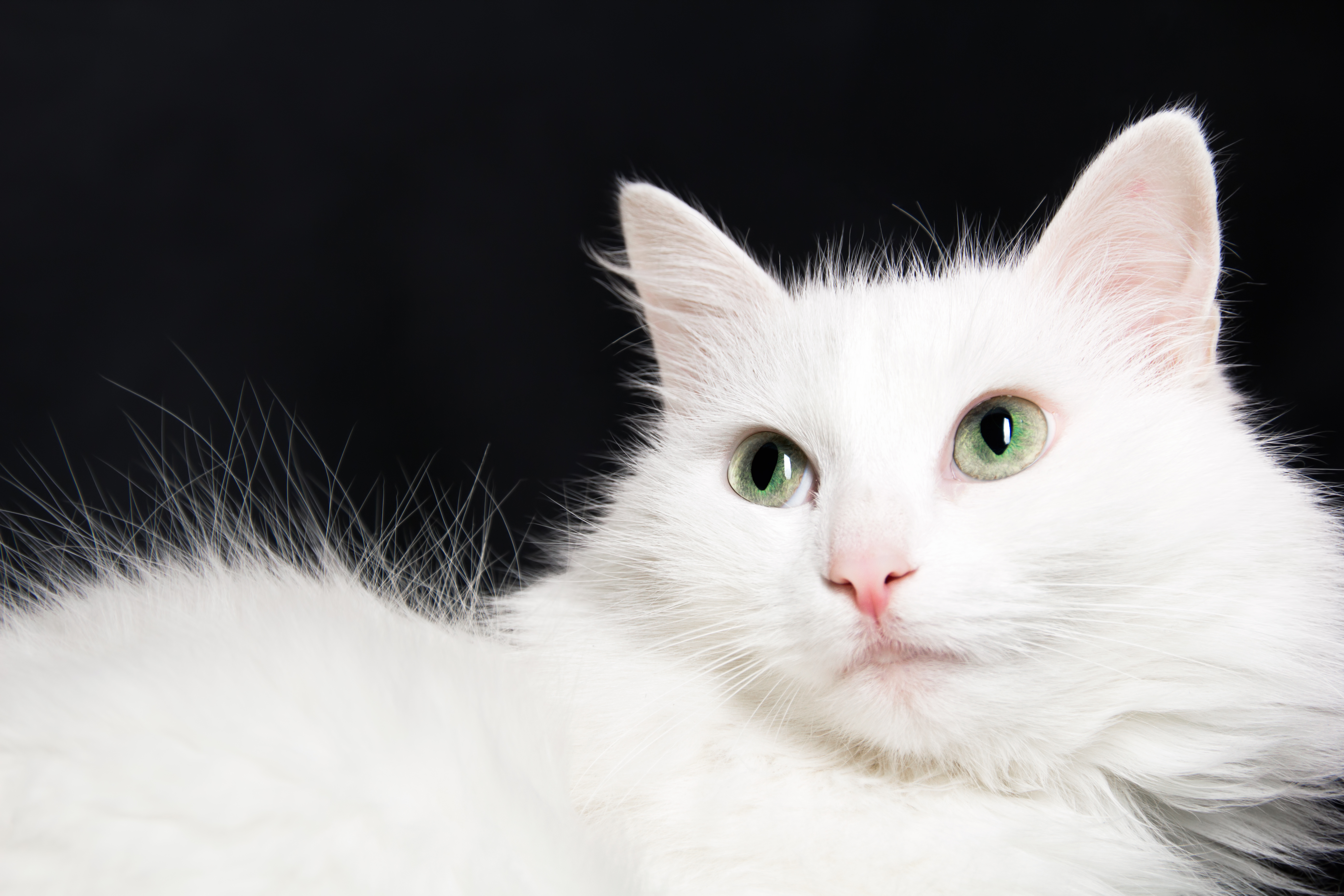 Free photo White cat Cat, Closeup, Domestic Free Download Jooinn