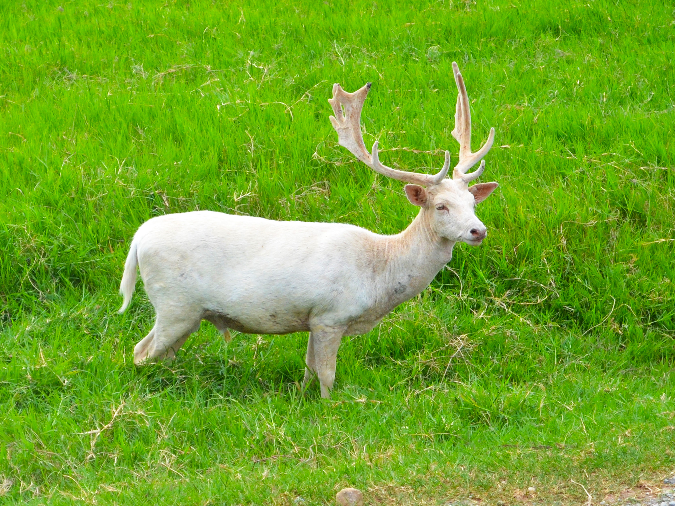 Free photo White deer Animal, Antlers, Deer Free Download Jooinn