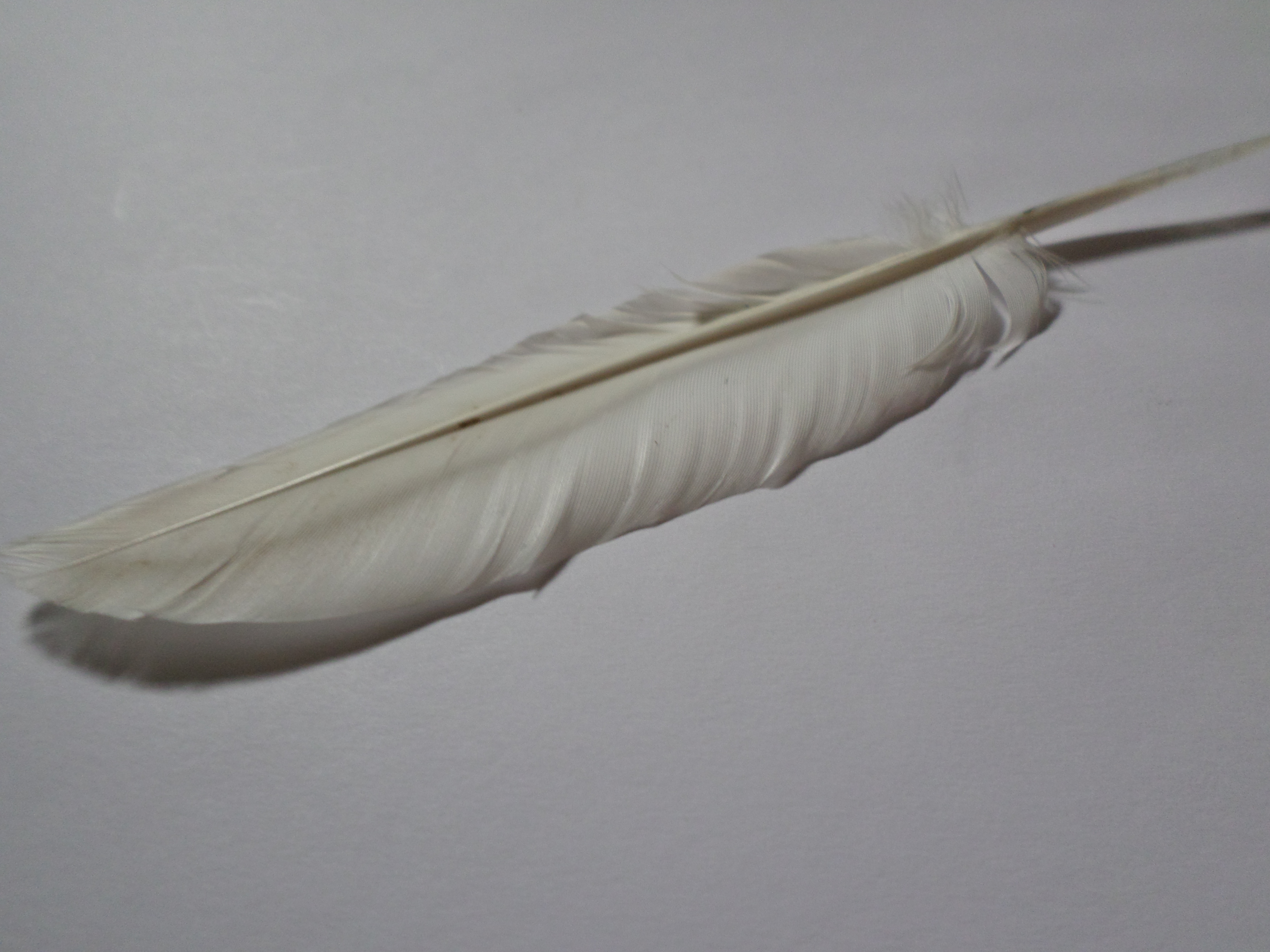 Free photo White feather Bird, Feather, Nature Free Download Jooinn