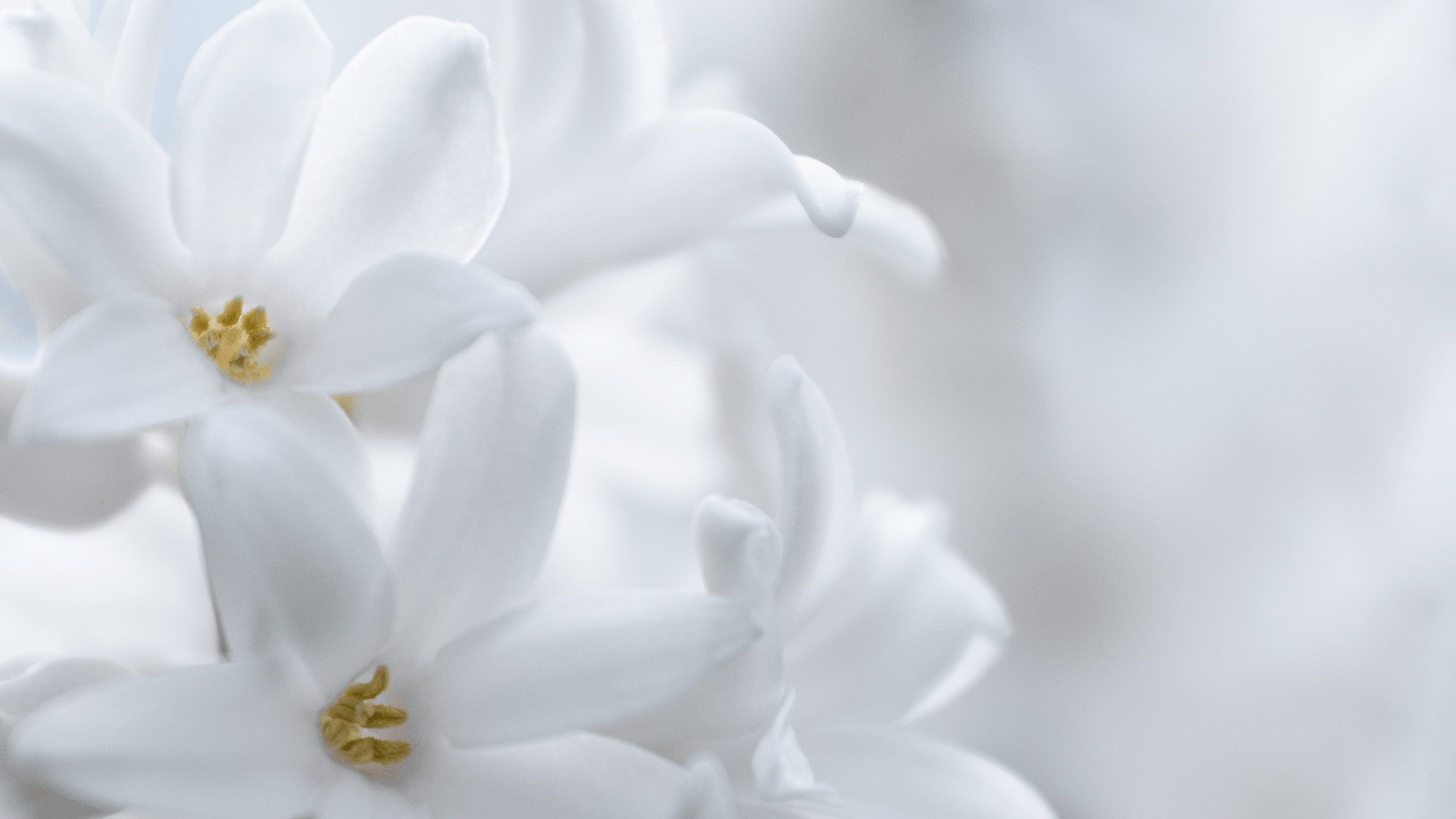Free photo White flower Bloom, Floral, Flower Free Download Jooinn