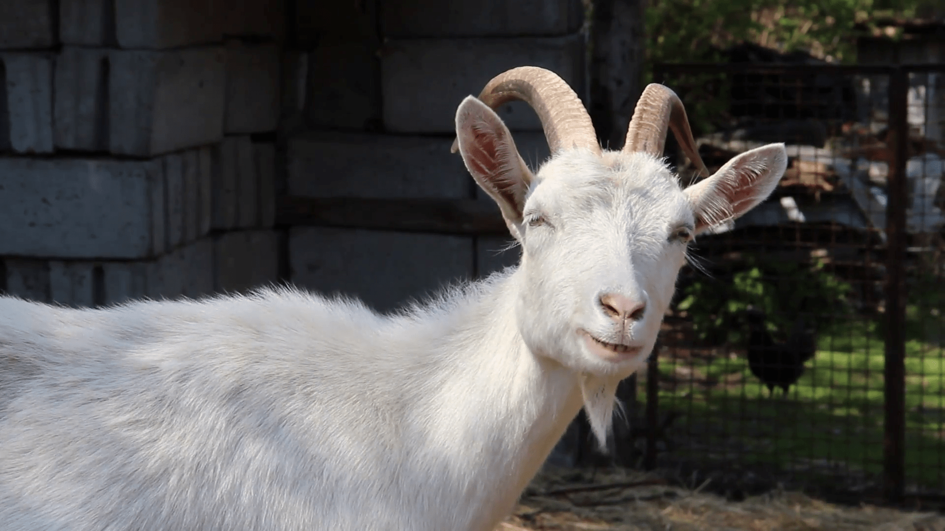 Free photo White Goat Animal, Farm, Goat Free Download Jooinn
