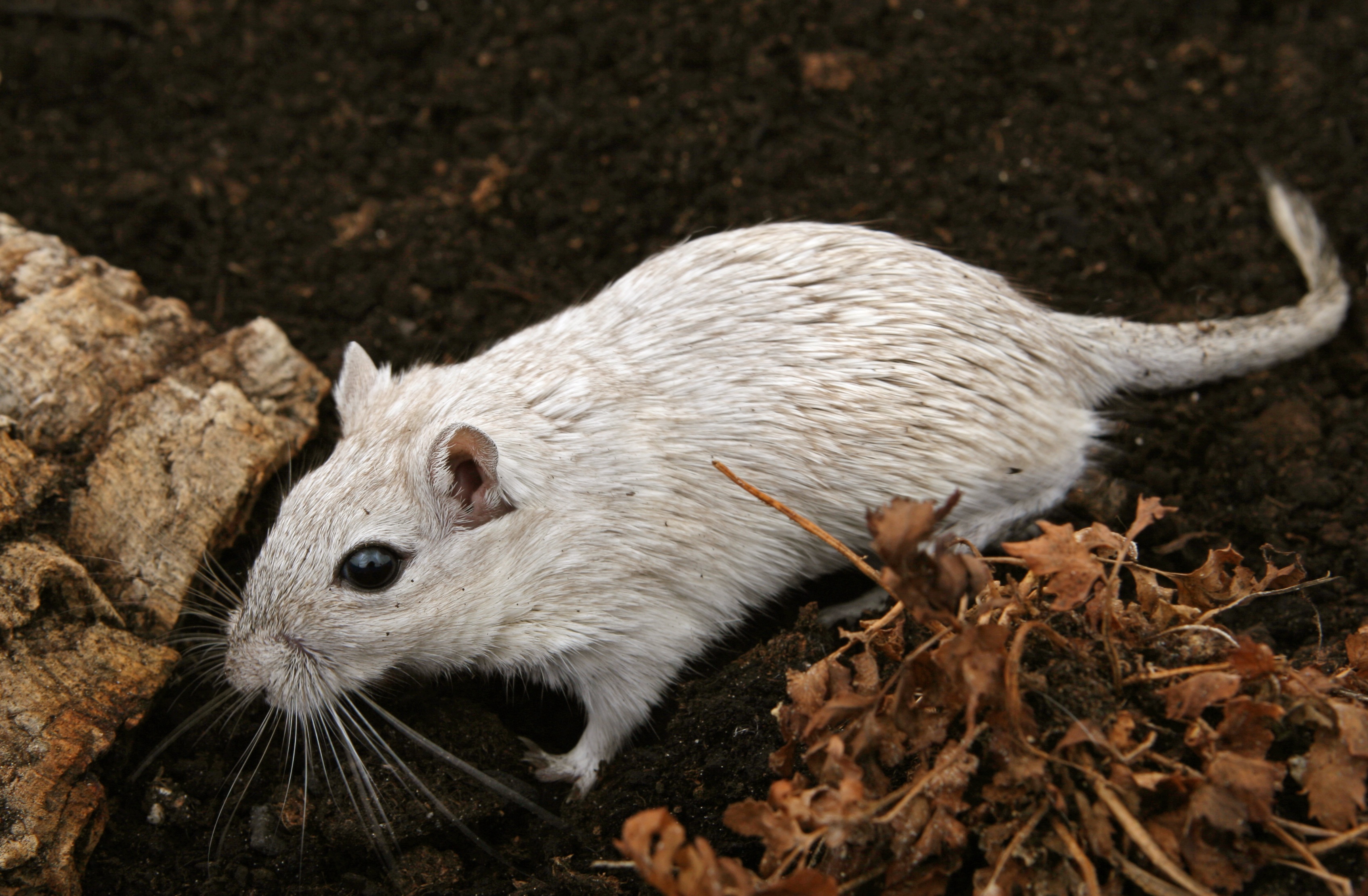 Free photo White Mouse Animal, Fast, Mice Free Download Jooinn