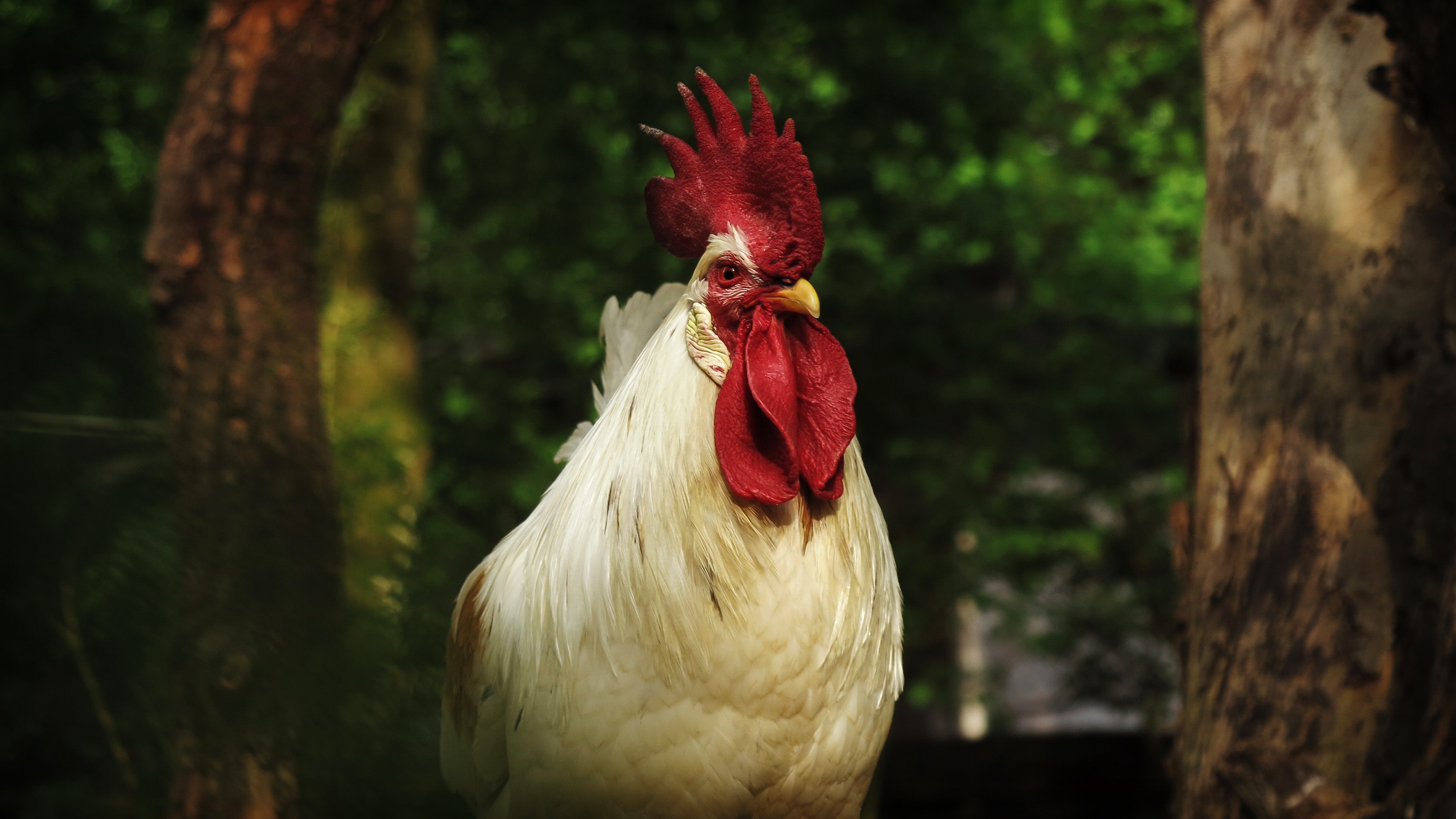 Free photo White Rooster Animal, Bird, Farm Free Download Jooinn