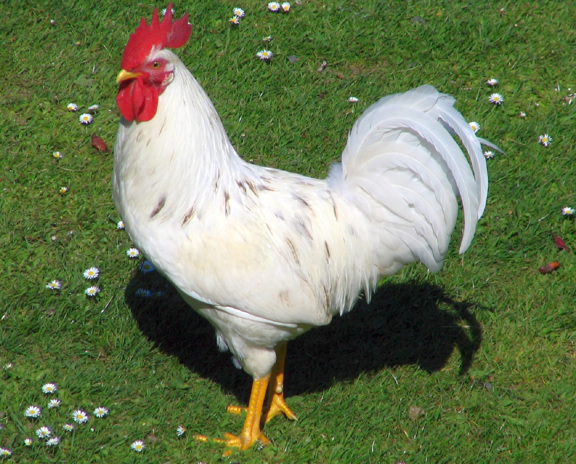 Free photo White Rooster Animal, Bird, Farm Free Download Jooinn